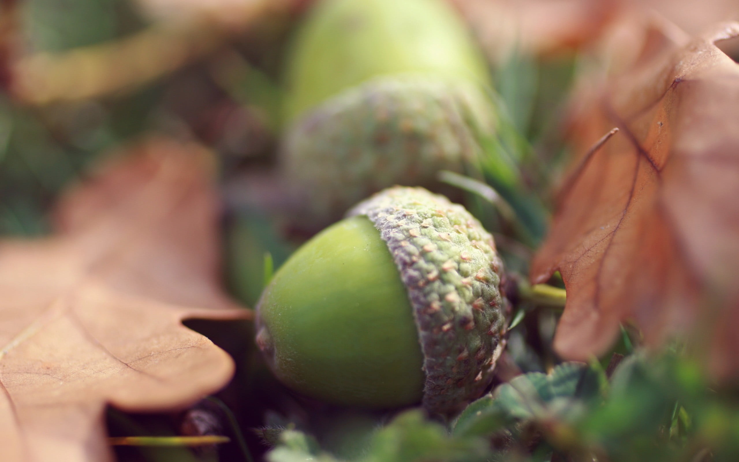 wellbeing, green color, food and drink, fruit, freshness, nature, green, 2K, selective focus, outdoors, food, acorns, black, macro, plant part, close-up, HD Wallpaper