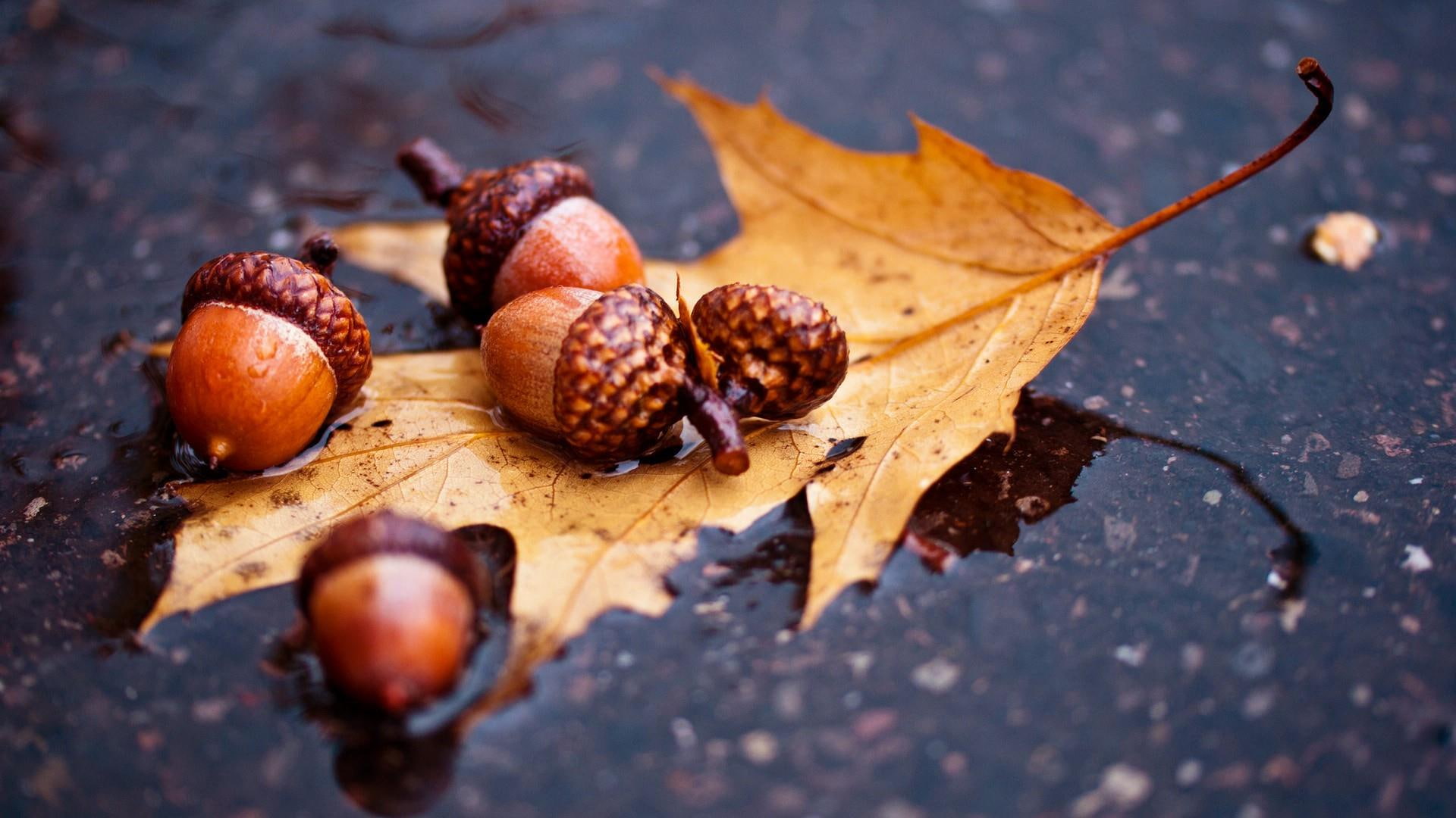1080P, nature, acorn fruit, autumn, oak, leaf, acorn, HD Wallpaper