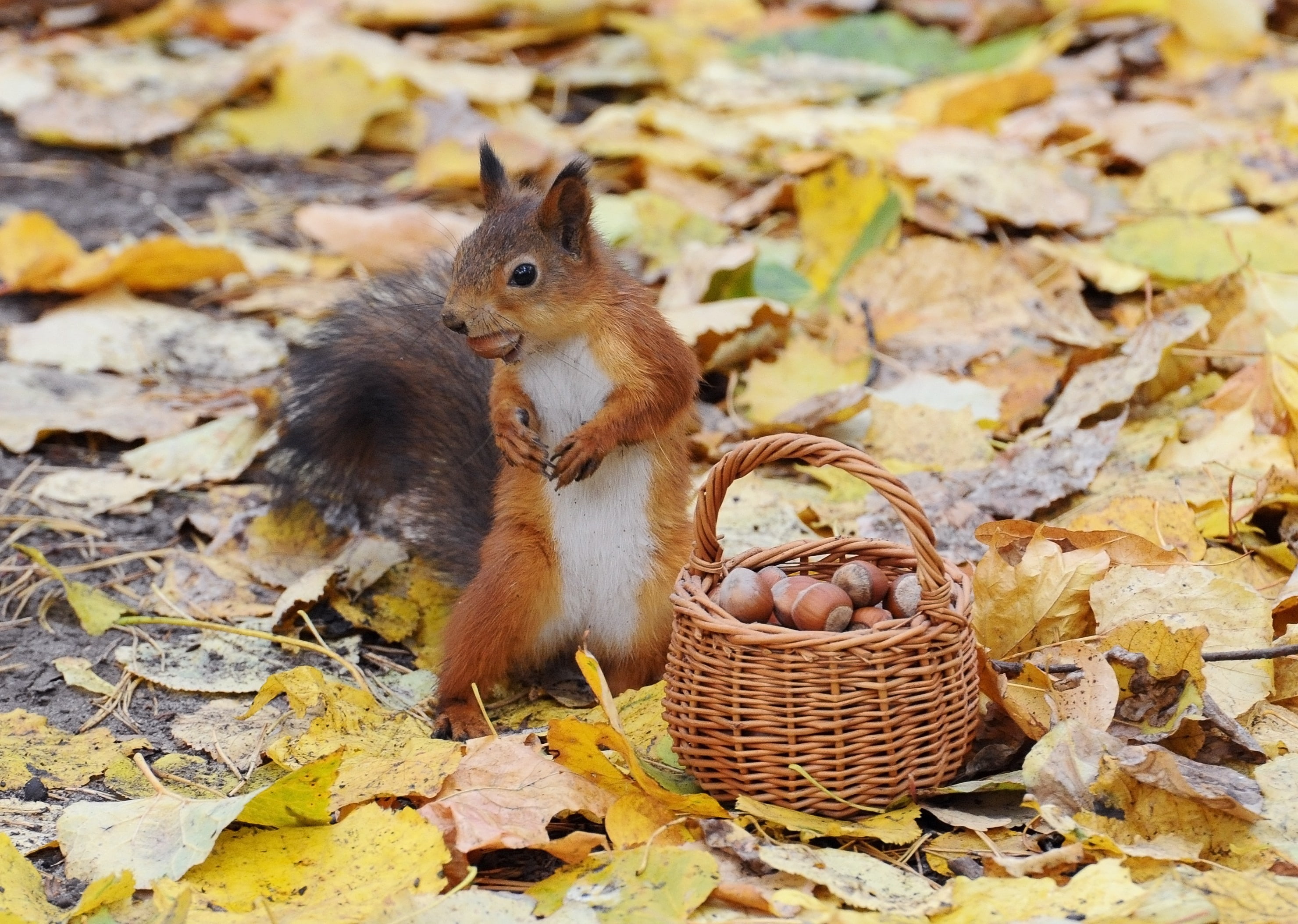 squirrel, leaves, 2K, nature, animals, baskets, acorns, HD Wallpaper