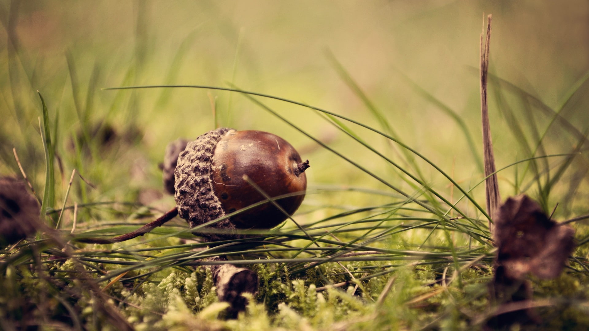 grass, acorns, plant, 1080P, mollusk, animal themes, shell, no people, day, animal, close-up, snail, animals in the wild, selective focus, growth, field, HD Wallpaper