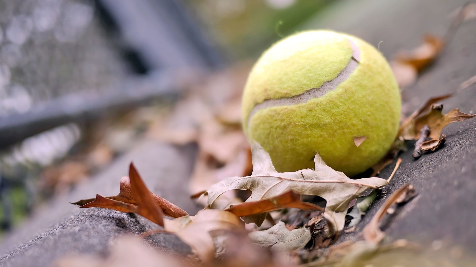 close-up, freshness, outdoors, sport, 1080P, leaves, food and drink, day, selective focus, balls, autumn, ball, green, macro, plant part, healthy eating, HD Wallpaper