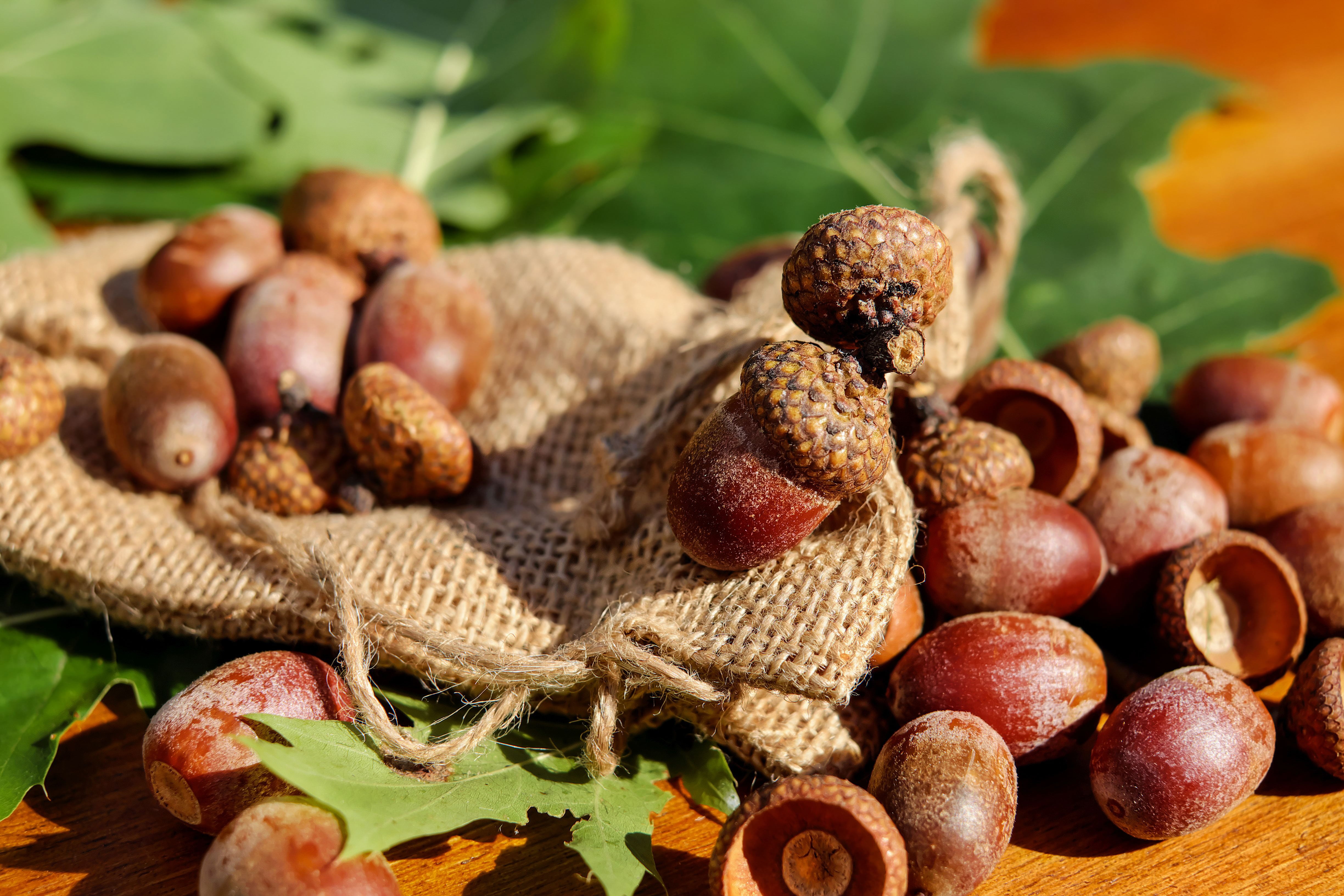 wellbeing, dry, table, no people, still life, plant part, nutshell, october, red, hazelnut, close-up, nut - Food, nature, food and drink, healthy Eating, HD Wallpaper