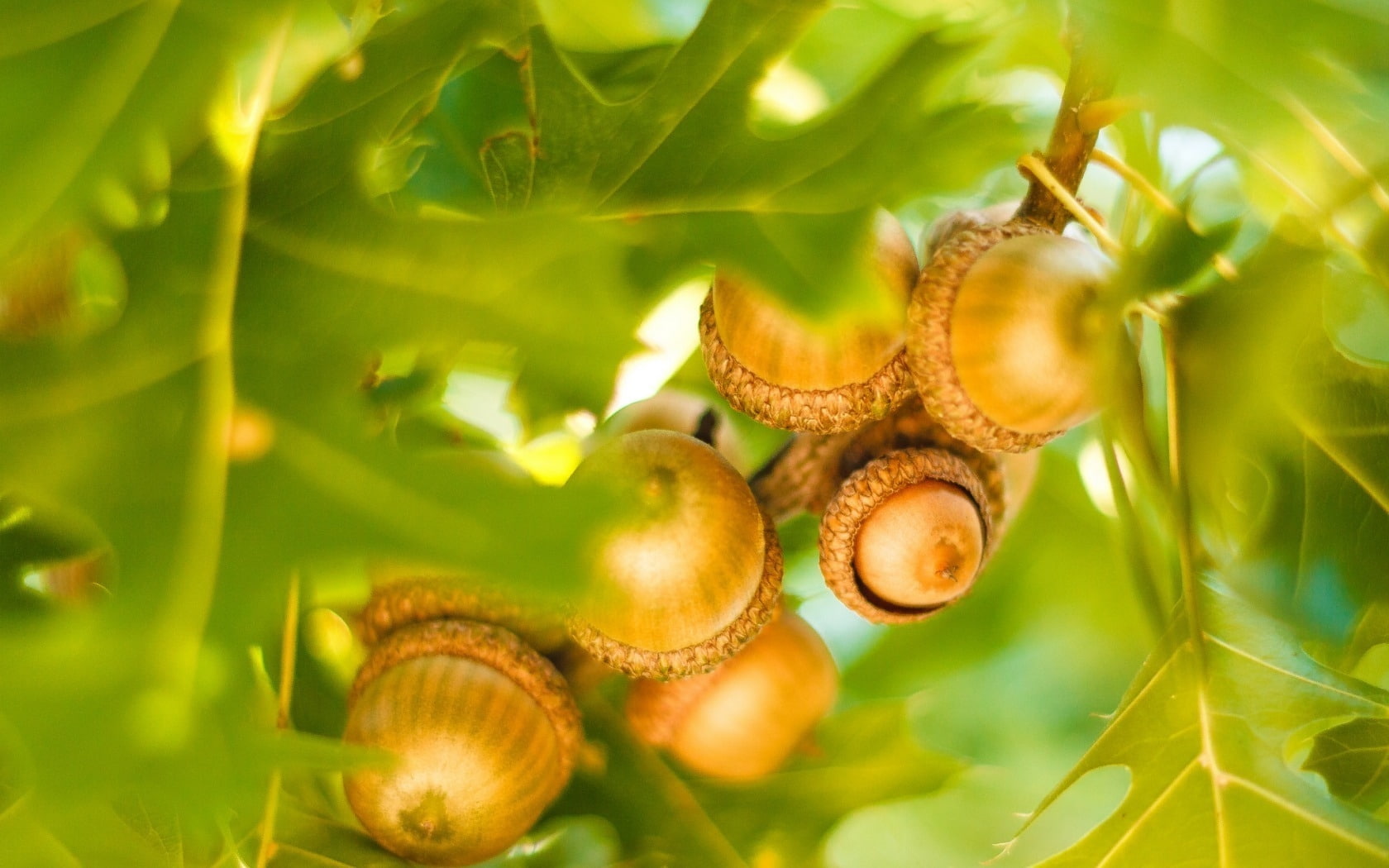 brown, acorns, tree, leaves, 720P, oak, HD Wallpaper