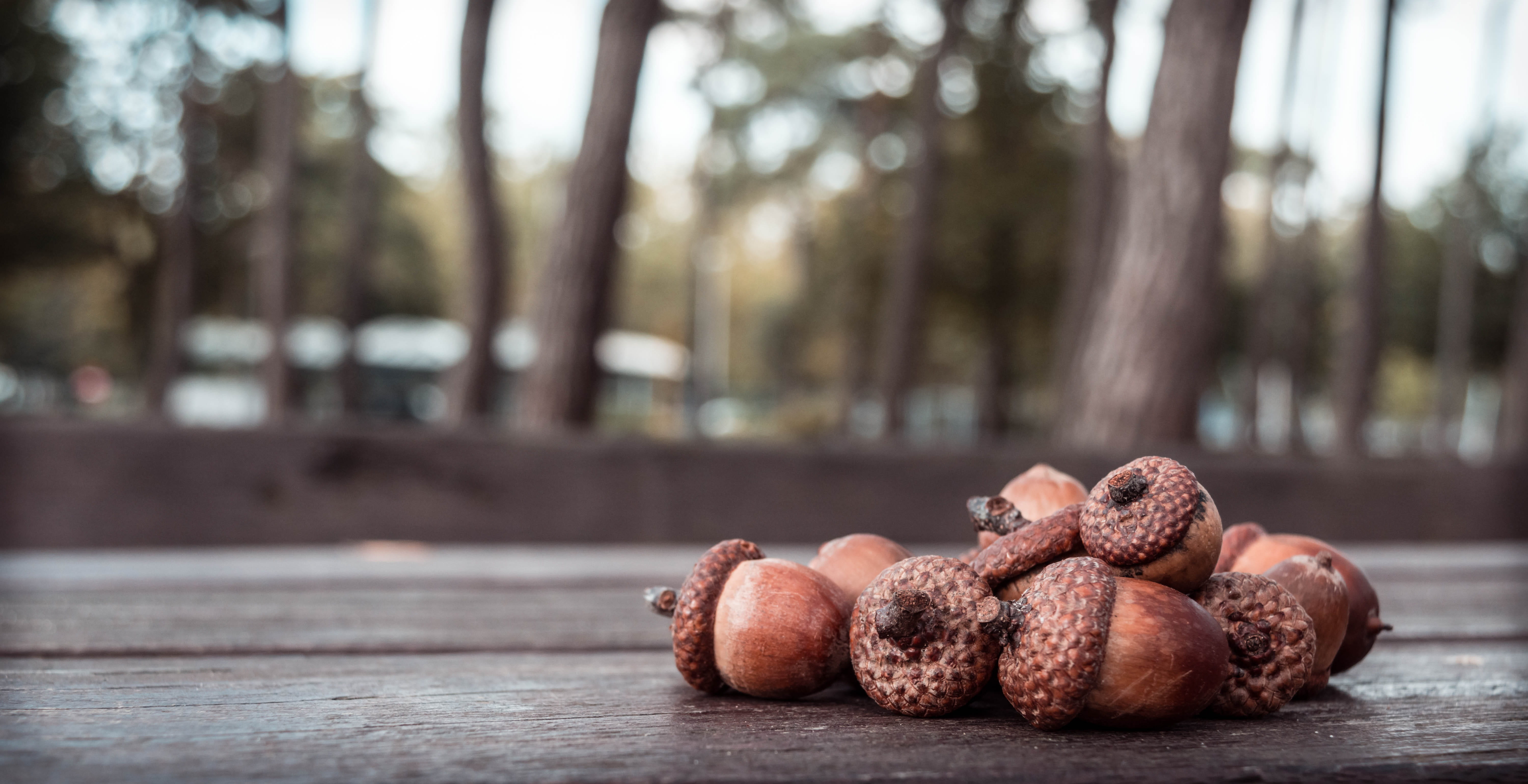 plant, snack, season, wood, selective focus, food and drink, outdoors, seed, no people, close-up, wood - material, acorns, focus on foreground, fruit, forest, HD Wallpaper