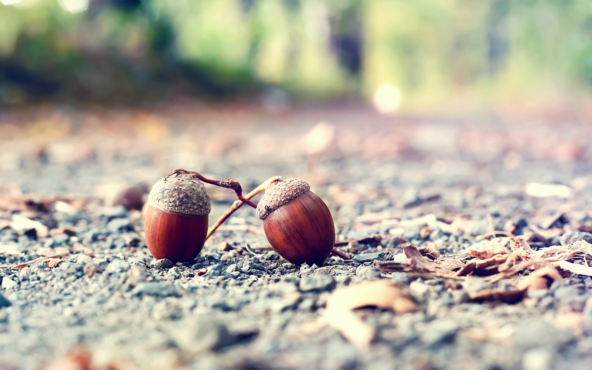 1080P, nature, macro, acorn, hd, nut, HD Wallpaper