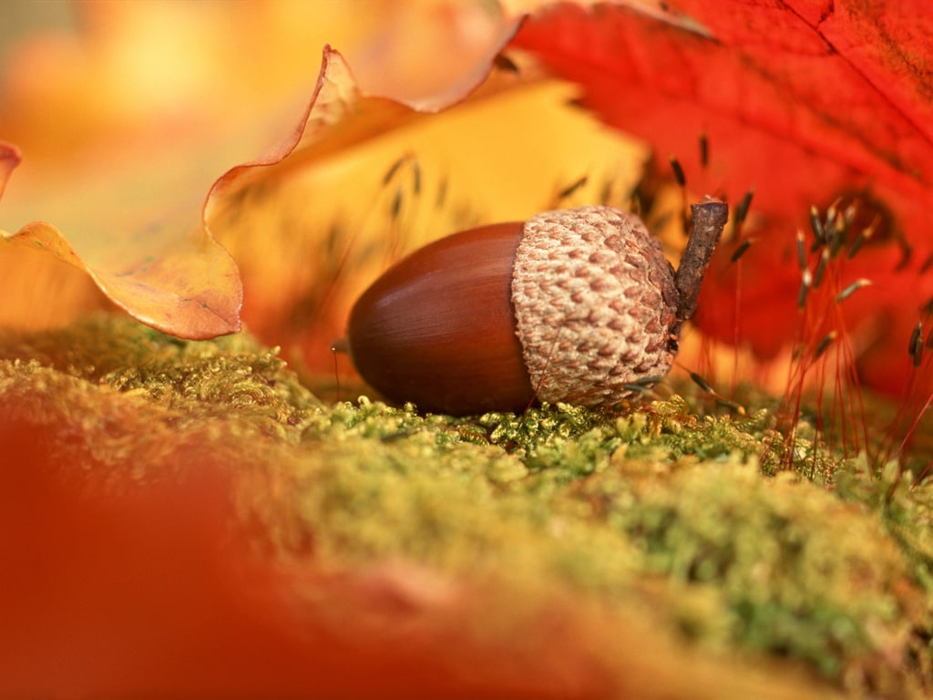 acorn, 480P, hd, fruit, autumn, nature, HD Wallpaper
