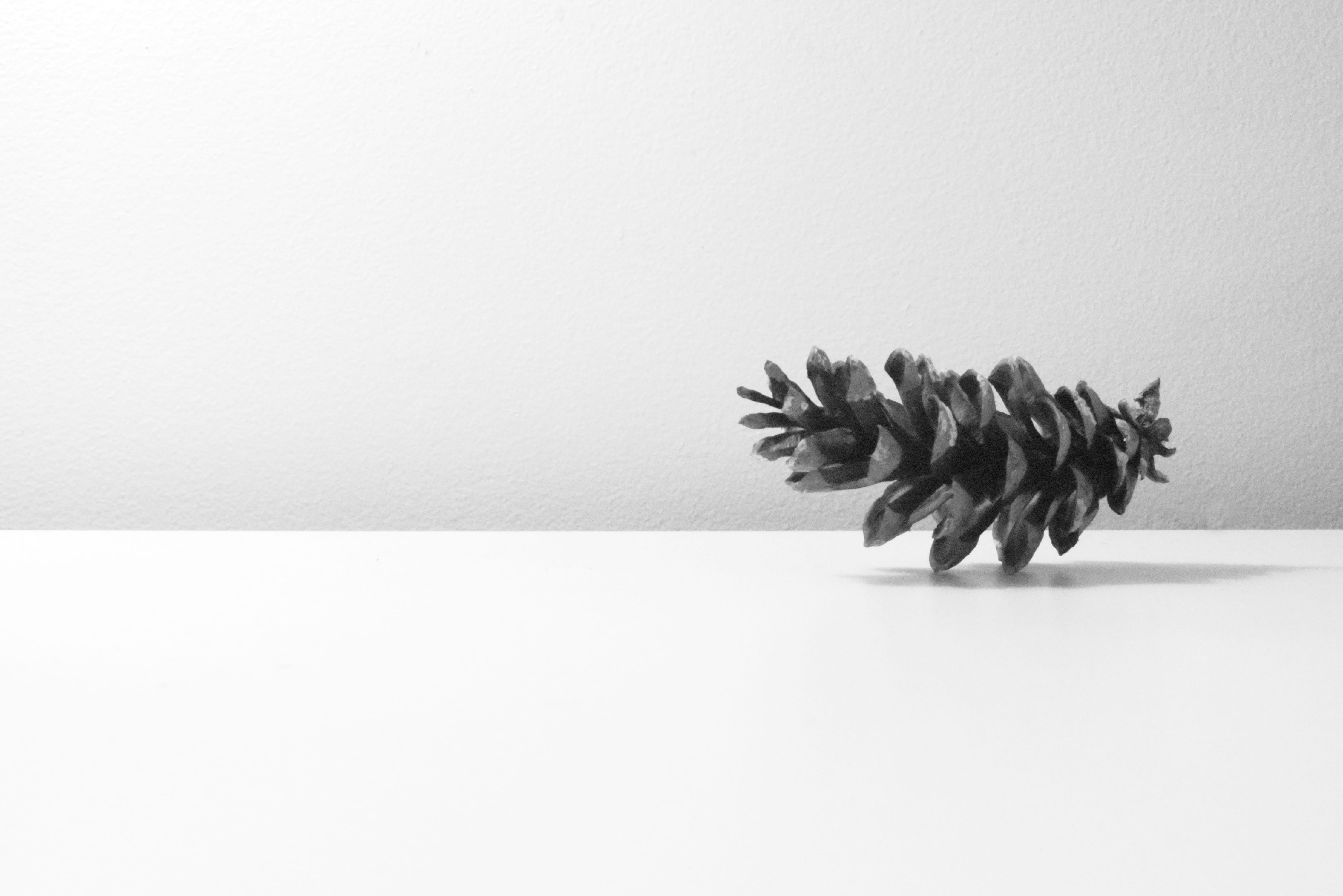  creativity, trees, minimilist, no people, still life, table, contemporary, sparse, black and white, white color, growth, large group of objects, HD Wallpaper