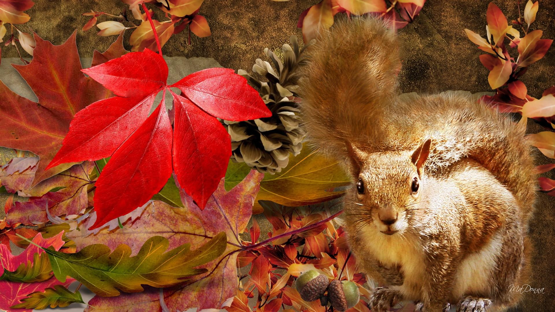 squirrel, acorns, leaves, fall, animals, firefox persona, autumn, cone, 1080P, HD Wallpaper