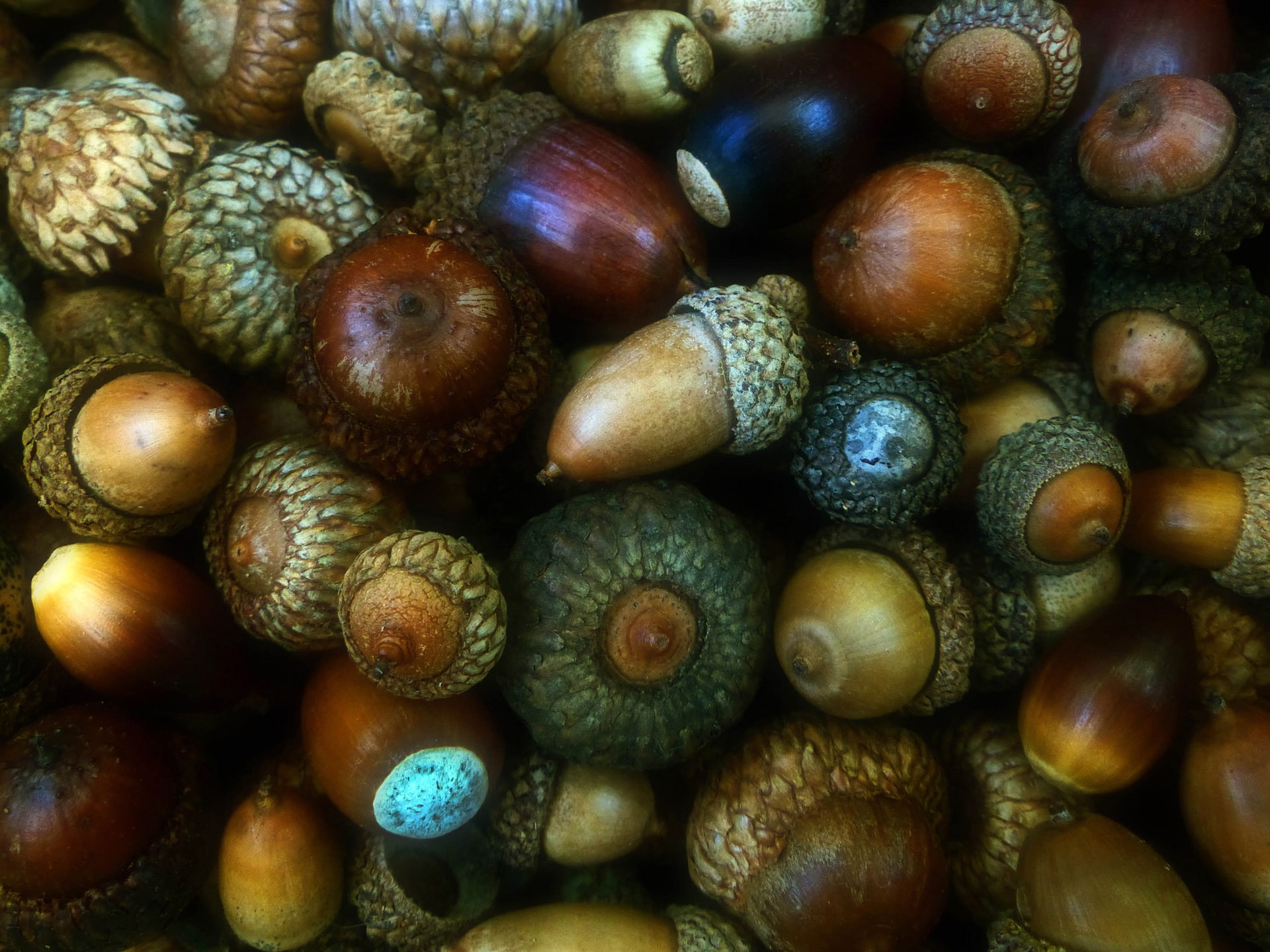 1080P, Acorns, Many, Fruit, HD Wallpaper