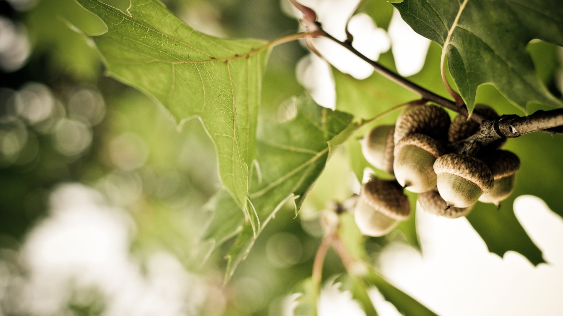 1080P, hd, macro, leaves, acorn, nuts, nature, HD Wallpaper