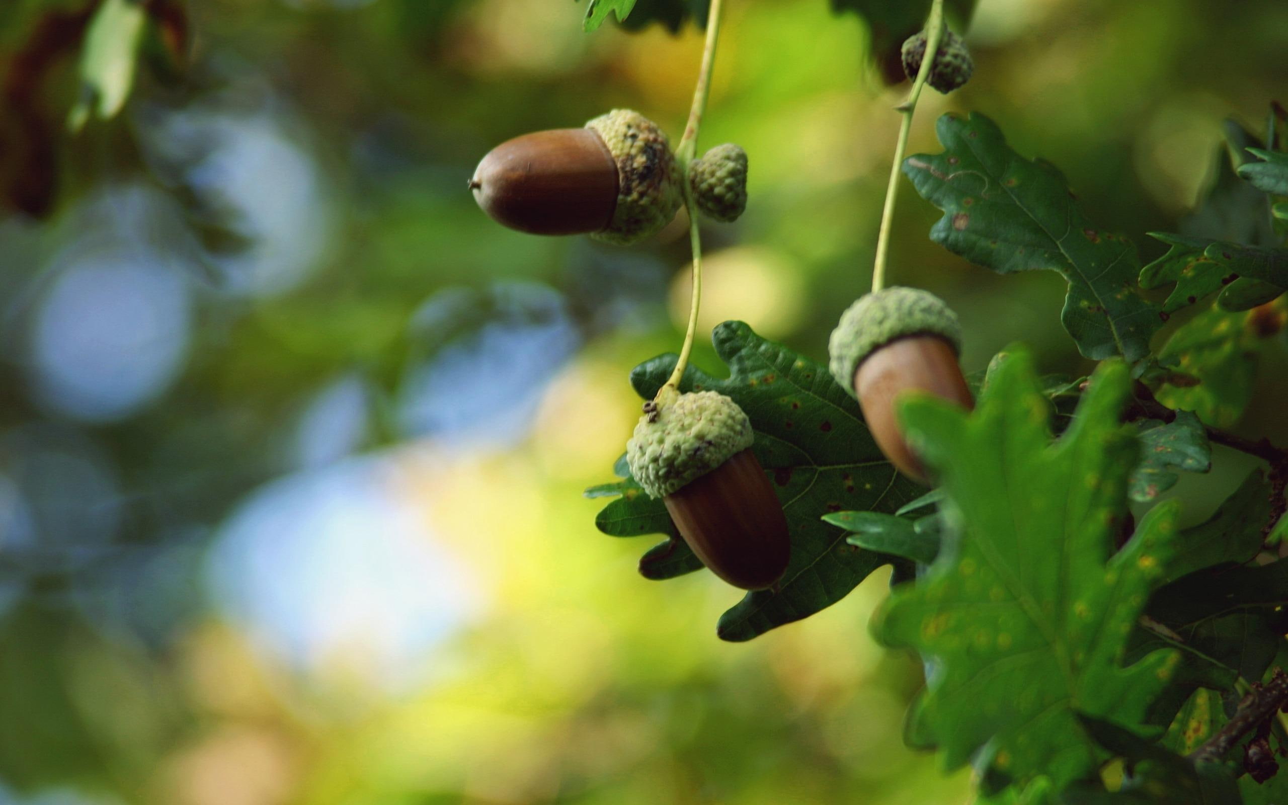 forest, acorns, brown, 3d and abstract, green, 2K, HD Wallpaper