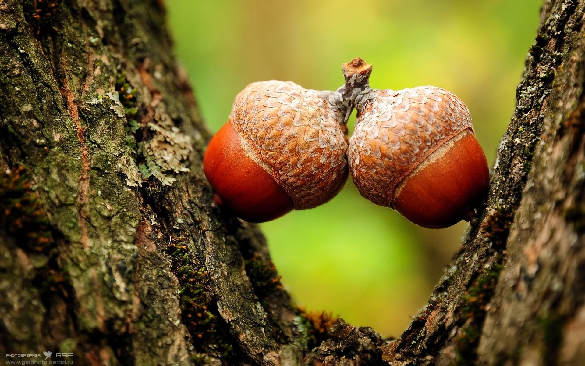 1080P, macro, acorns, hd, nature, HD Wallpaper