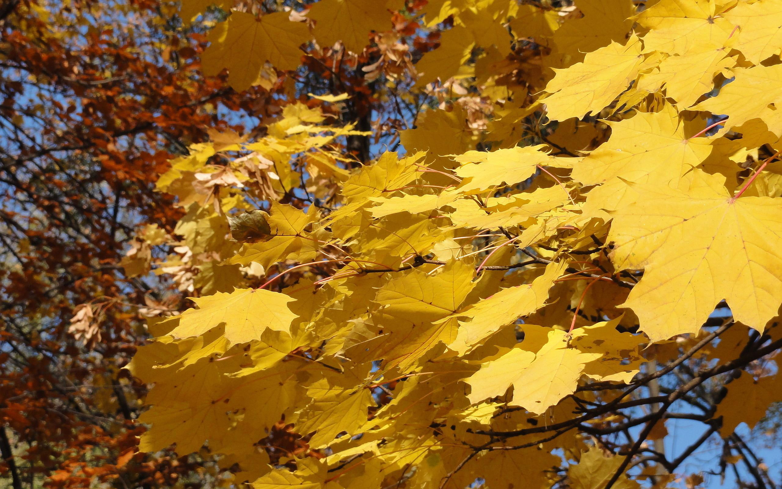 leaves, acorn, nature, yellow, autumn, 2K, HD Wallpaper