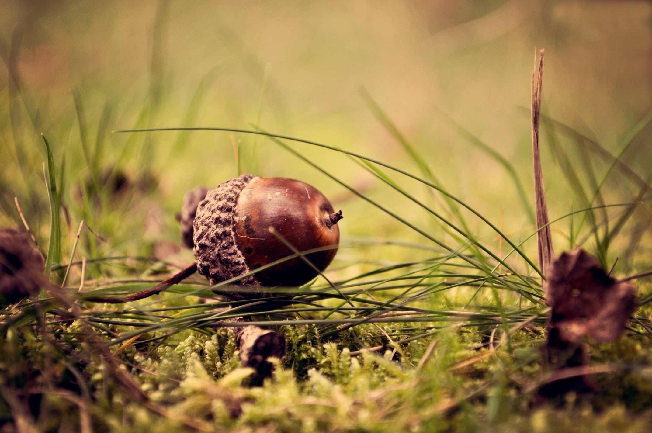 green Color, food, close-up, shell, growth, tree, animal themes, seed, nut - Food, field, animals in the wild, selective focus, 1080P, day, brown, moss, HD Wallpaper