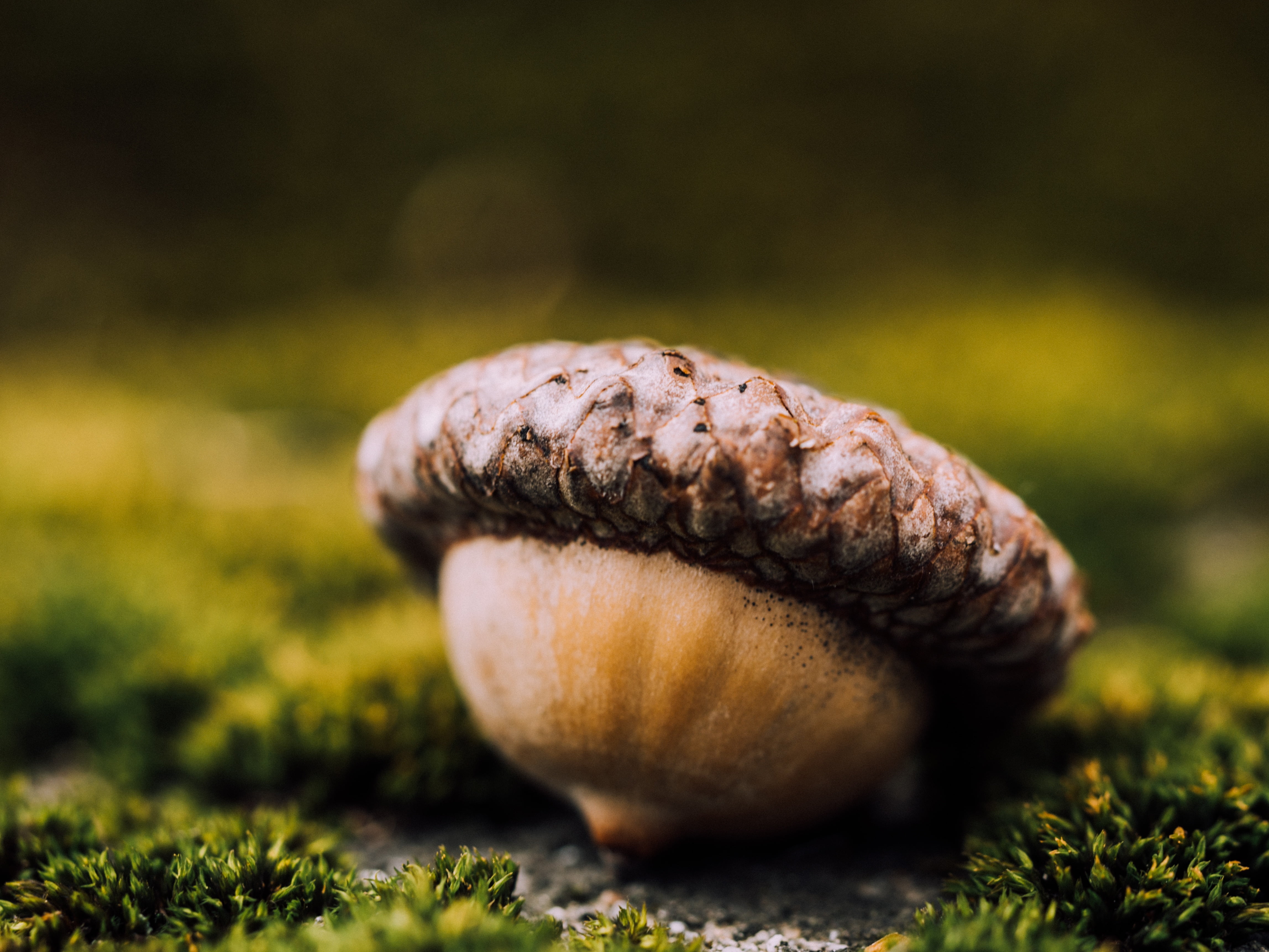 wellbeing, tree, woodland, nature, sunlight, autumn, no People, freshness, fruit, selective focus, green Color, outdoors, growth, macro, season, vegetable, HD Wallpaper