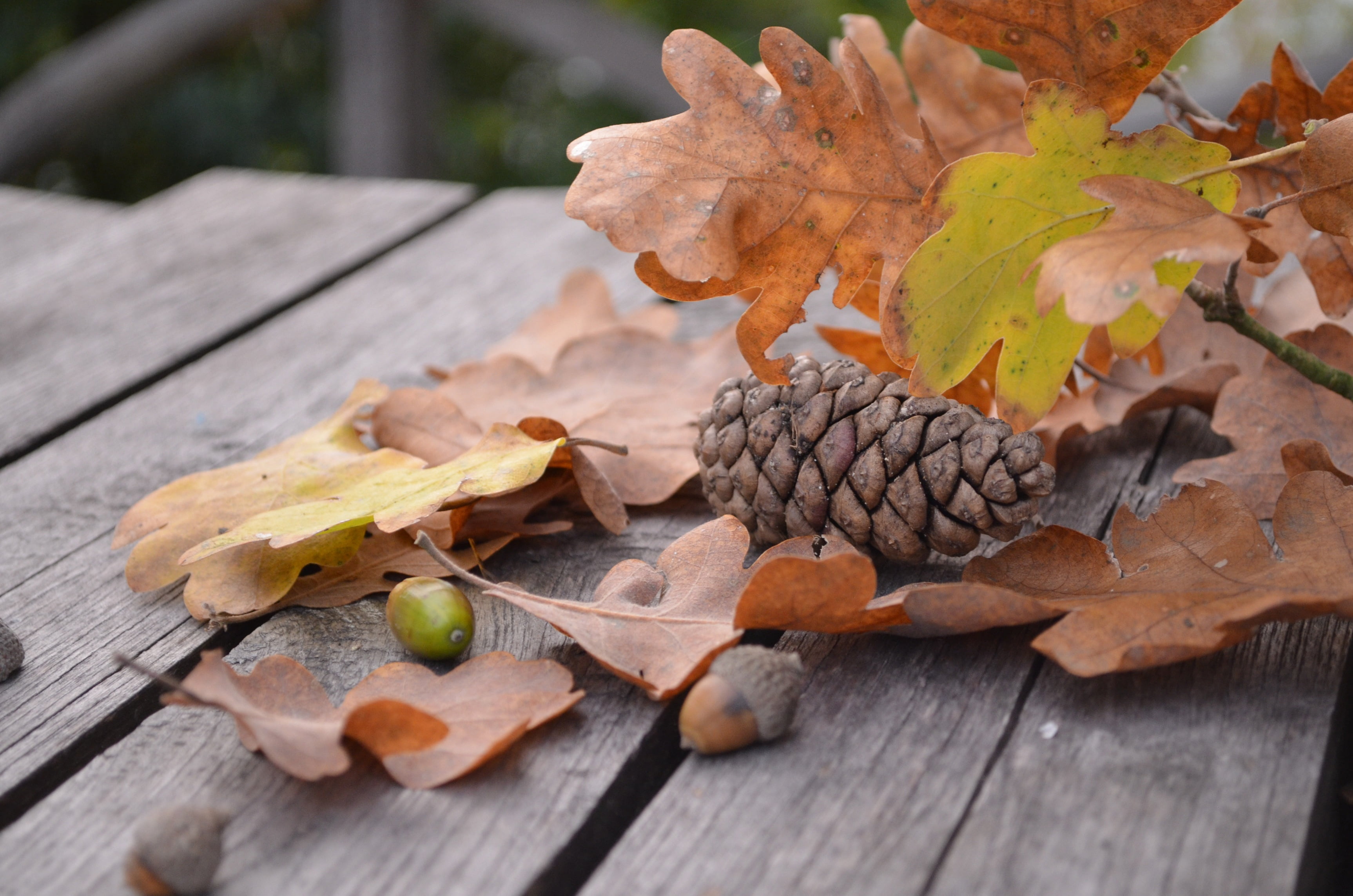 copy Space, pine Cone, table, september, cone, orange Color, bench, high angle view, dry, acorn, autumn, green Color, backgrounds, beauty in nature, maple Tree, HD Wallpaper