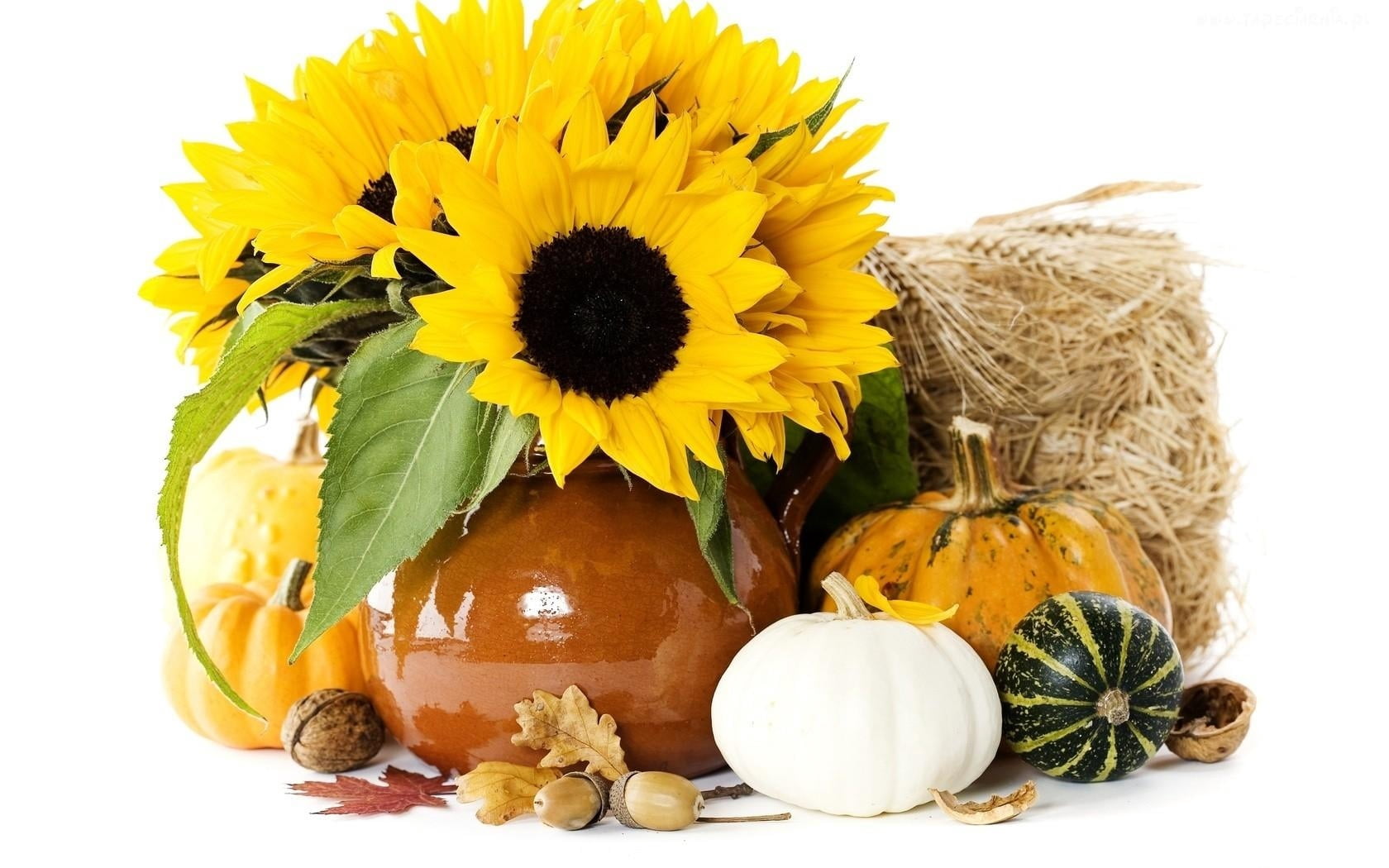 gourd Family, isolated, multi Colored, food and drink, decoration, october, squash - Vegetable, nuts, autumn, halloween, container, sunflower, ears, pumpkins, HD Wallpaper