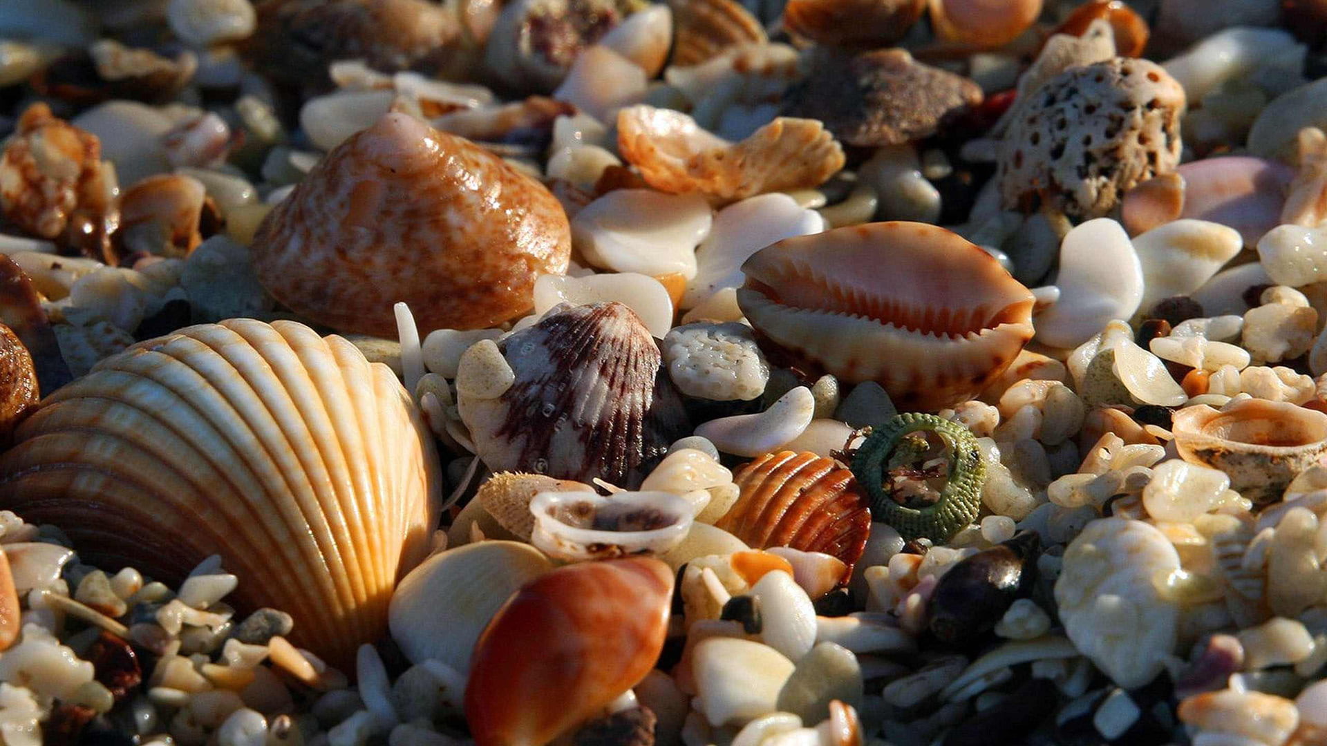 marine, covering, snack, diet, beauty in nature, 1080P, food, close, abundance, brown, beach, nature, mushroom, shell, closeup, seashell, natural pattern, HD Wallpaper