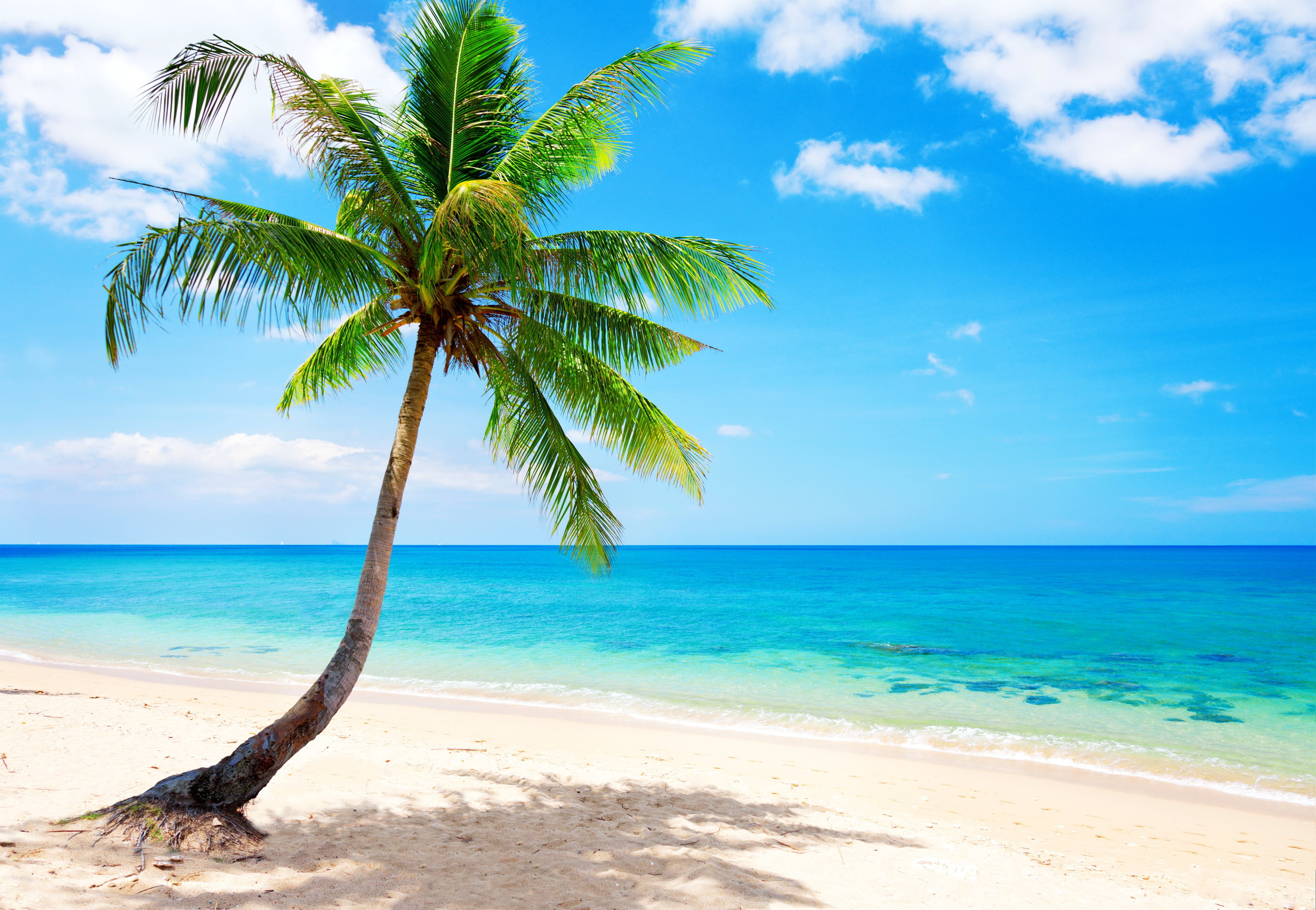 4K, beach, coast, palm, sea, paradise, blue, ocean, emerald, tropical, HD Wallpaper