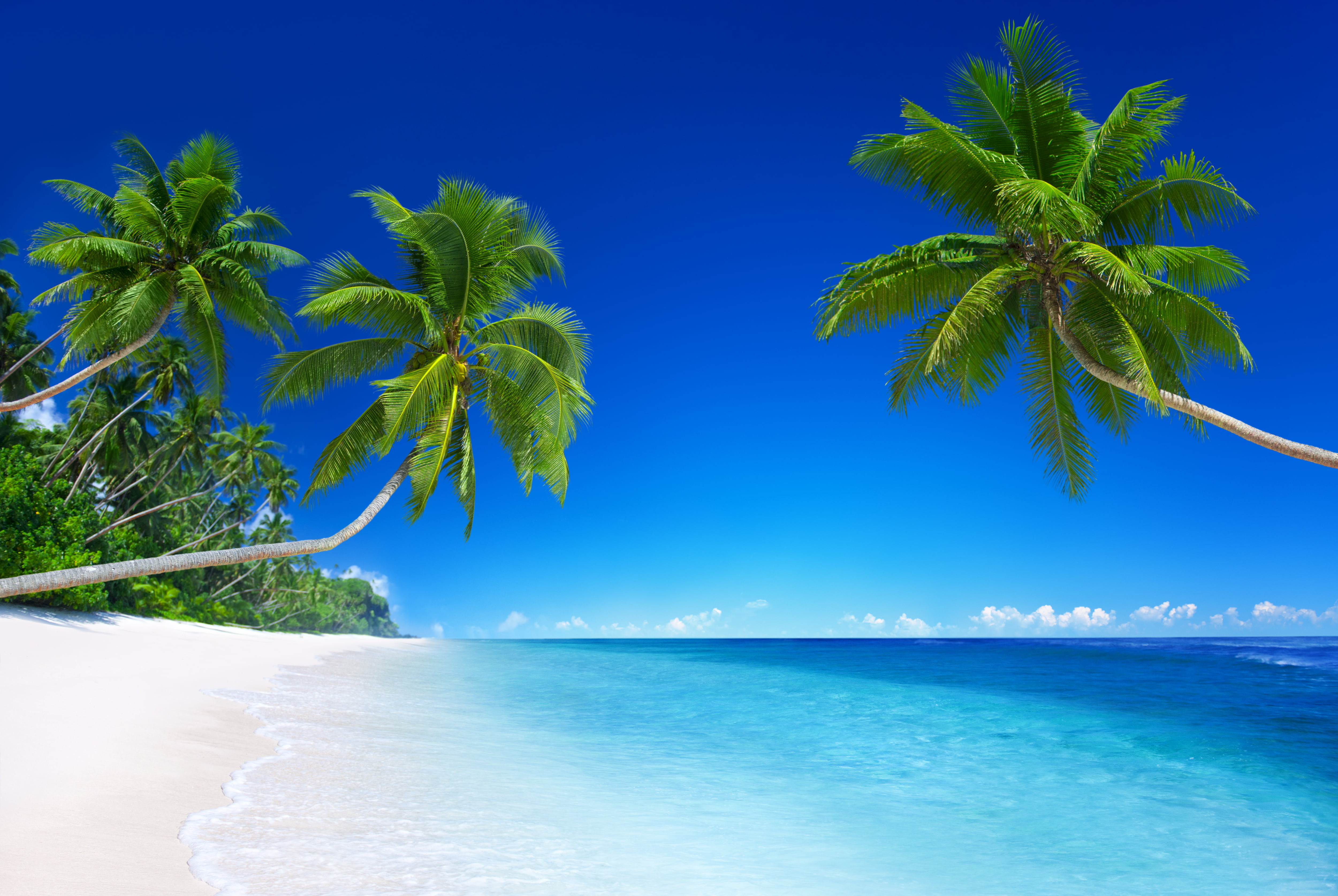 tropics, summer, ocean, journey, tranquil Scene, vacation, idyllic, tahiti, palm, green Color, no People, tropical tree, coastline, lagoon, coconut, turquoise Colored, HD Wallpaper