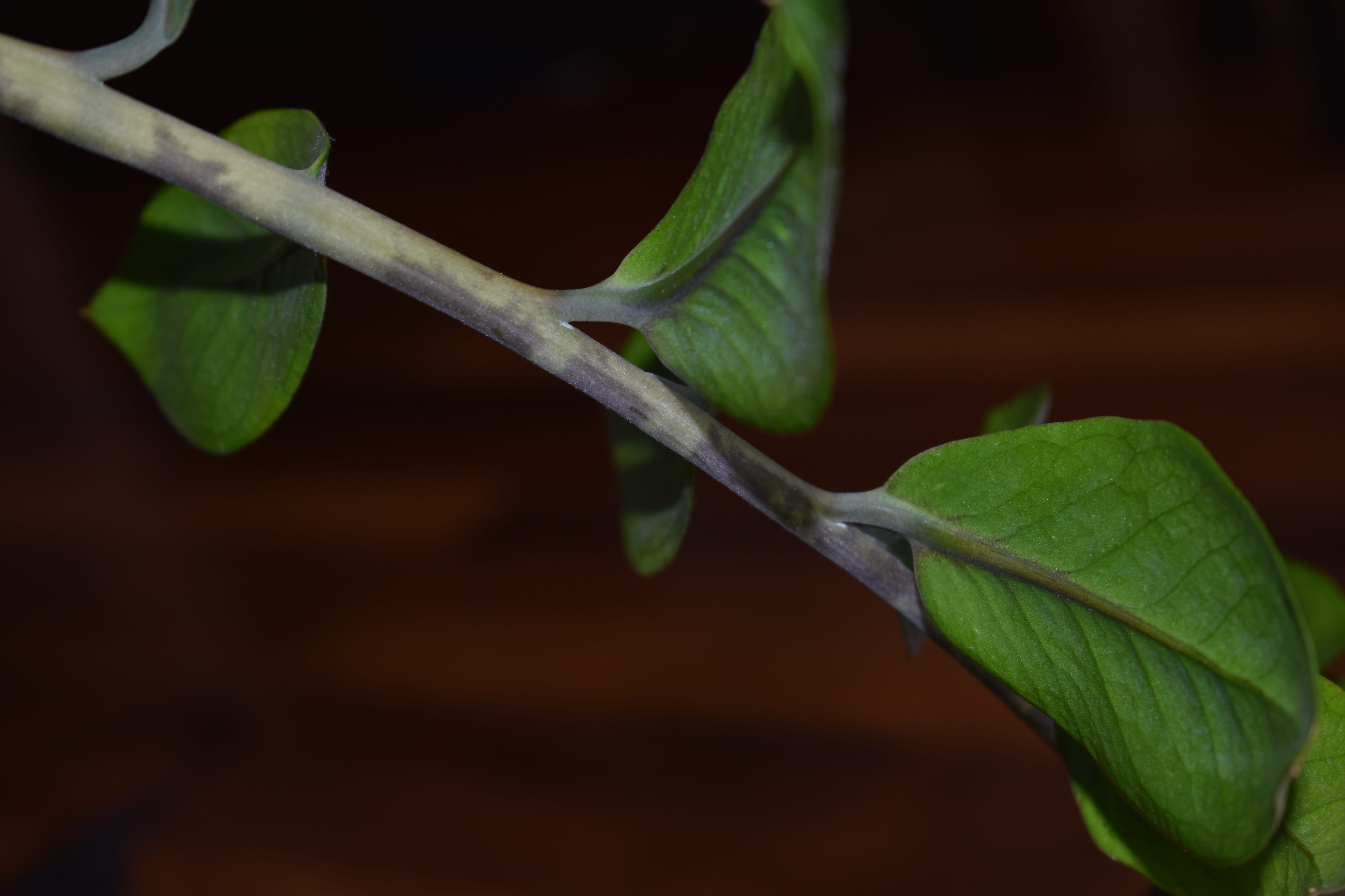 tree, fruit, nature, growth, branch, day, plant, freshness, 5K, close-up, zamioculcas, fragility, plant stem, focus on foreground, green color, food and drink, HD Wallpaper
