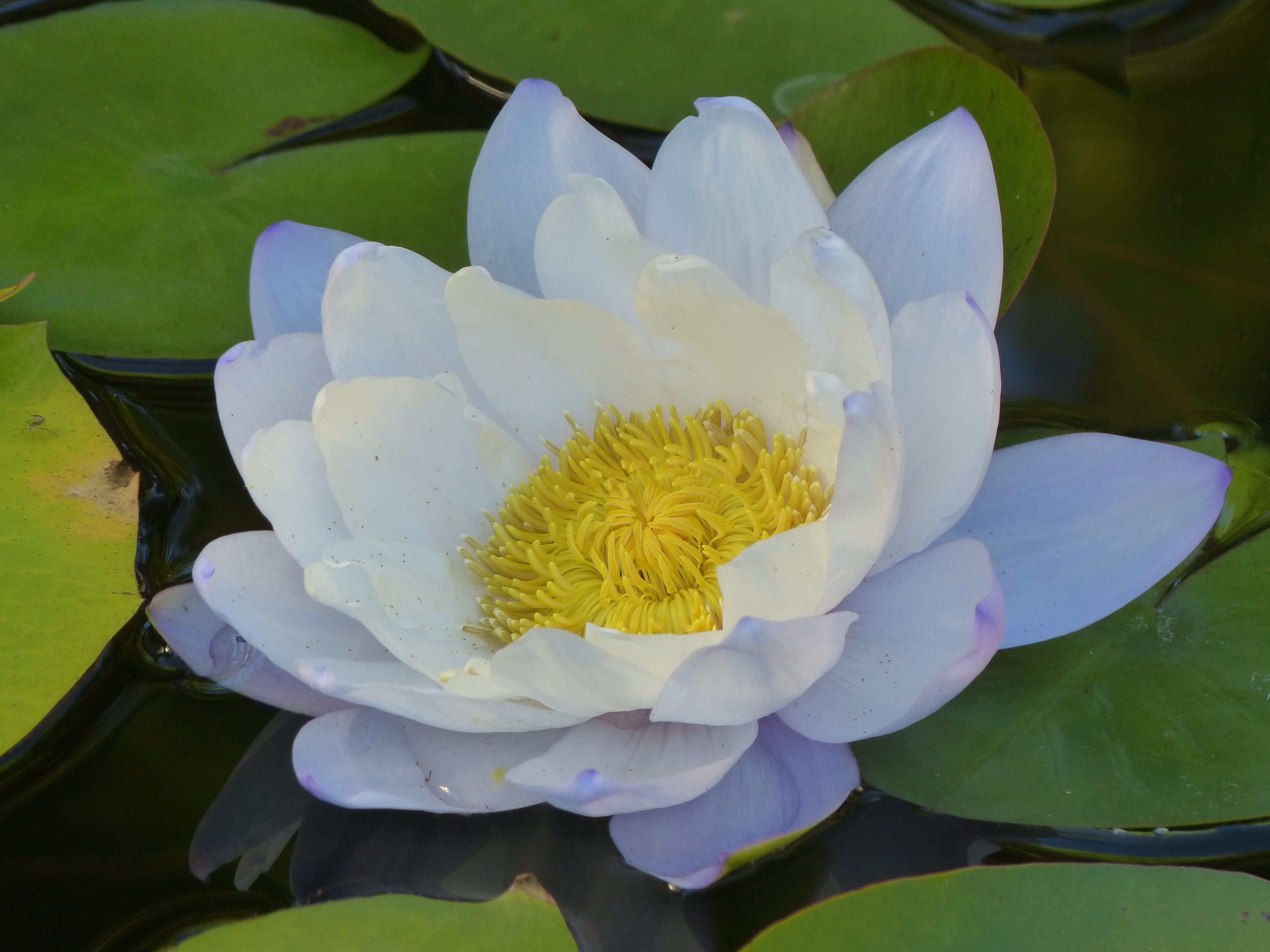 close-up, vegetation, flower, outdoors, nature, pink Color, Flower, lotus Water Lily, petal, green Color, blossom, herb, plant, Water Lily, Wildflower, HD Wallpaper