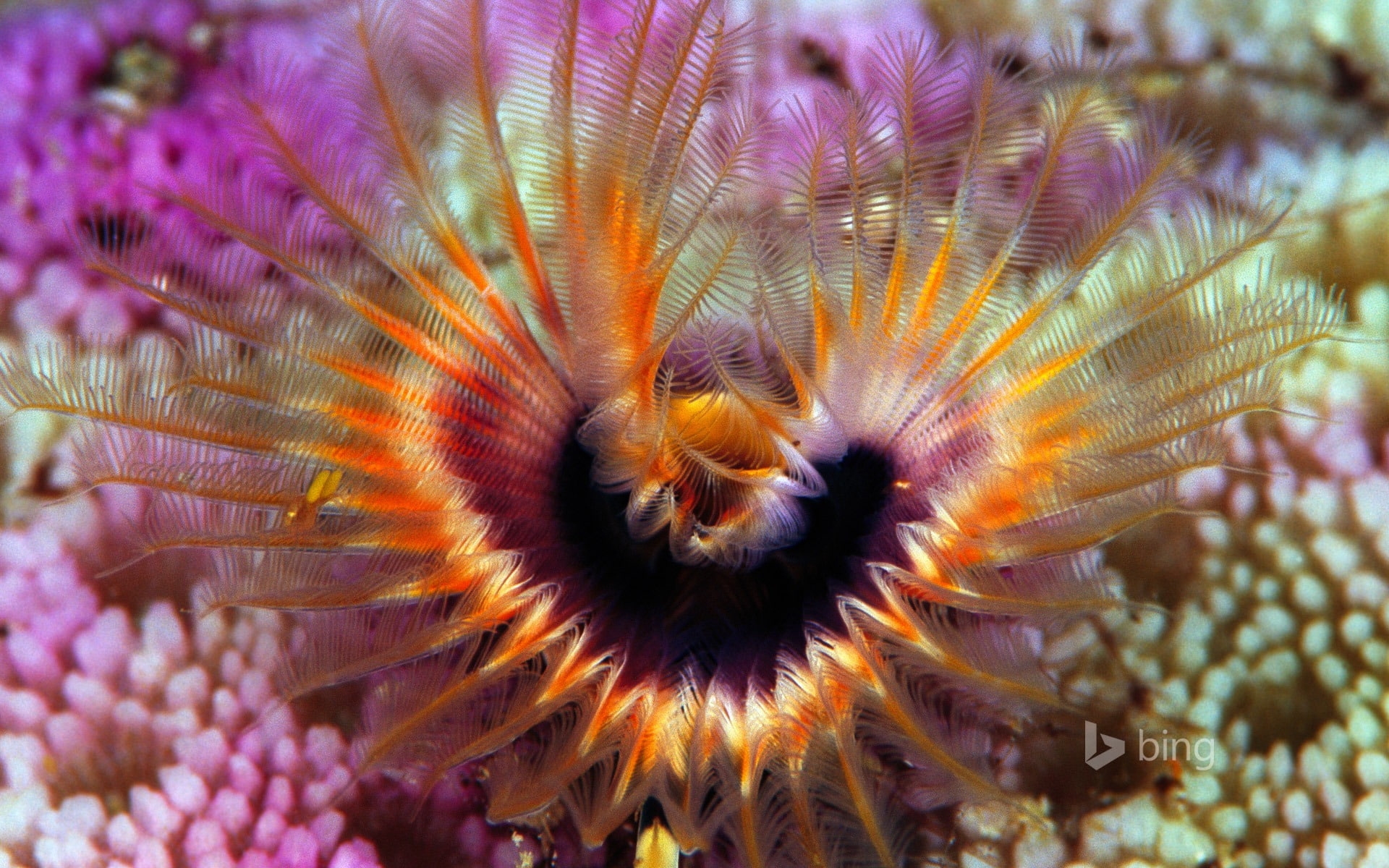 animal, water, sea life, organisms, reef, no people, aquatic, bing, animal wildlife, outdoors, 1080P, animal themes, fish, invertebrate, close-up, one animal, HD Wallpaper