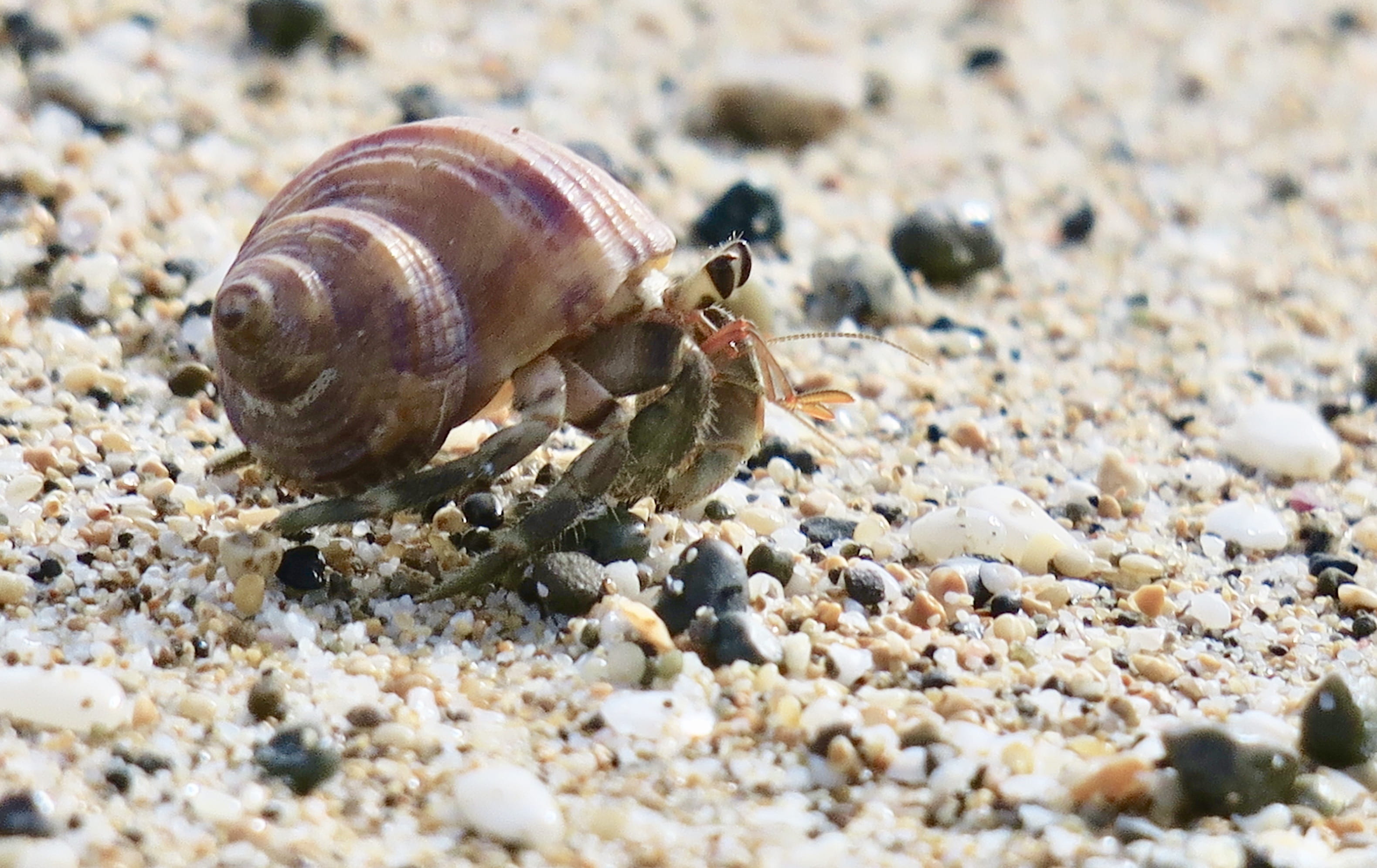 animal shell, natural, animal, sand, aquatic organisms, biological, 2K, invertebrate, close-up, day, surface level, marine life, marine animals, land, HD Wallpaper