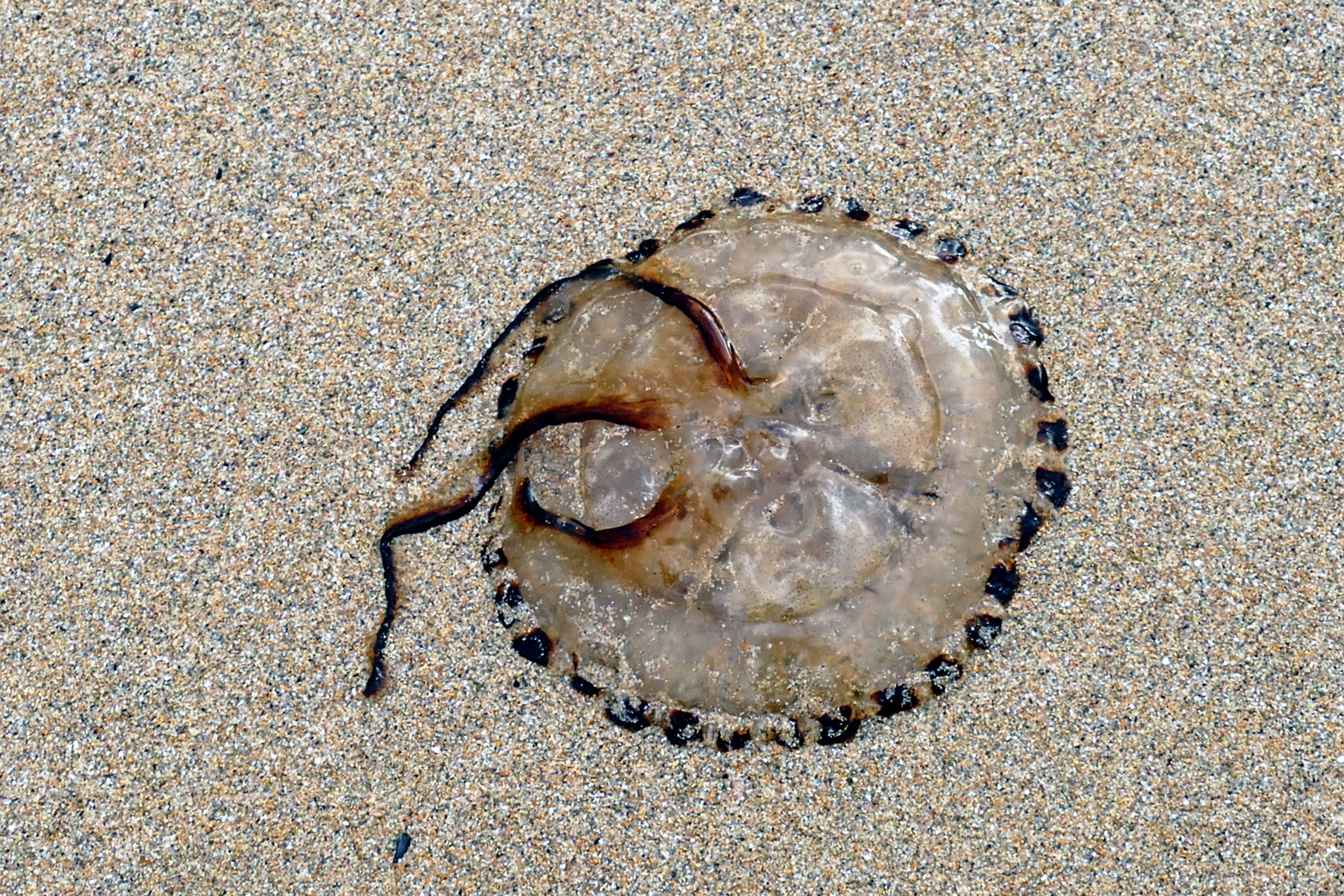summer, animal Shell, aquatic, creature, life, seaside, outdoors, no people, marine, 5K, seashore, coast, jelly, colorful, land, Beach, brown, animal themes, HD Wallpaper