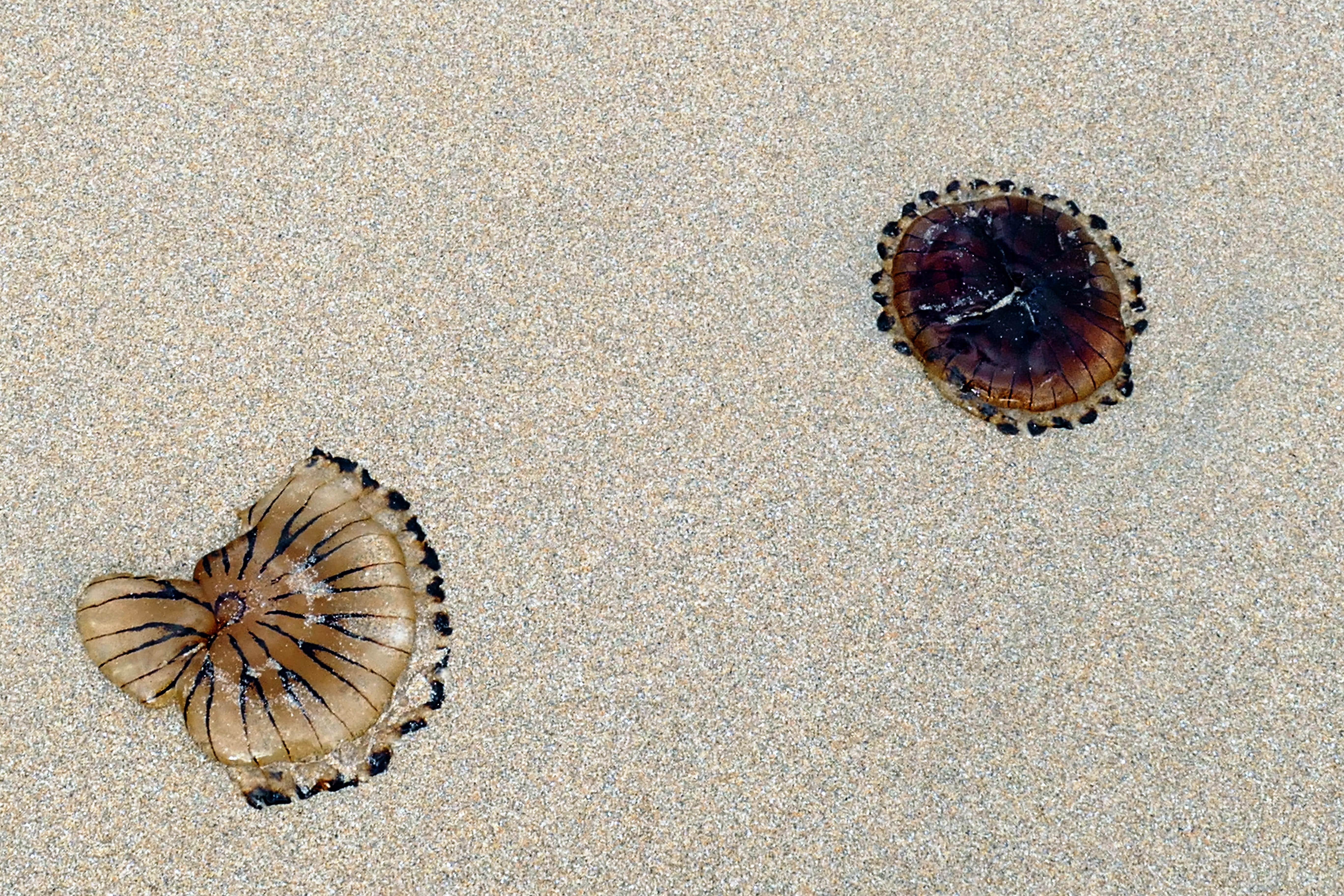 creature, brown, shell, Beach, land, coast, seaside, day, Sand, washed, life, sealife, wildlife, Nature, high angle view, cnidaria, close-up, insect, outdoors, HD Wallpaper