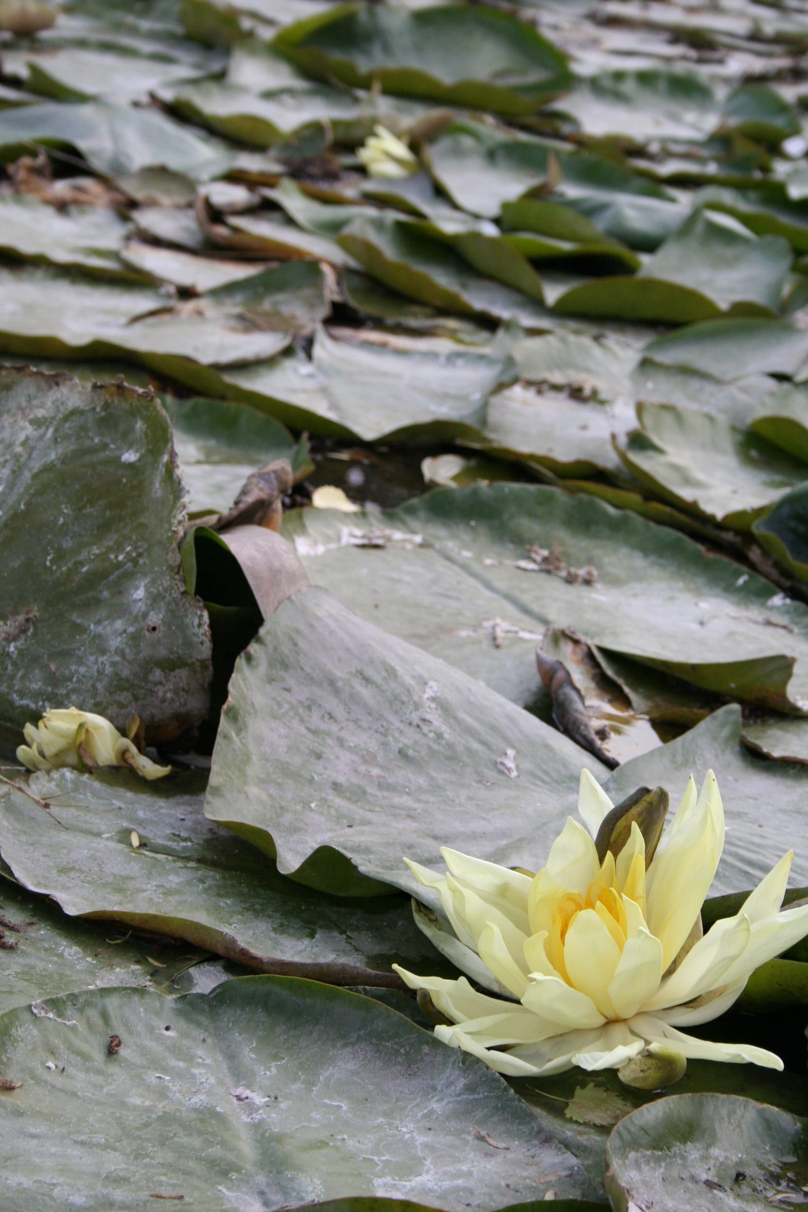 blossom, wildflower, inflorescence, flowering plant, outdoors, lily, herb, floral, nature, natural, Water Lilies, water, lotus water lily, no people, botanical, Phone HD Wallpaper