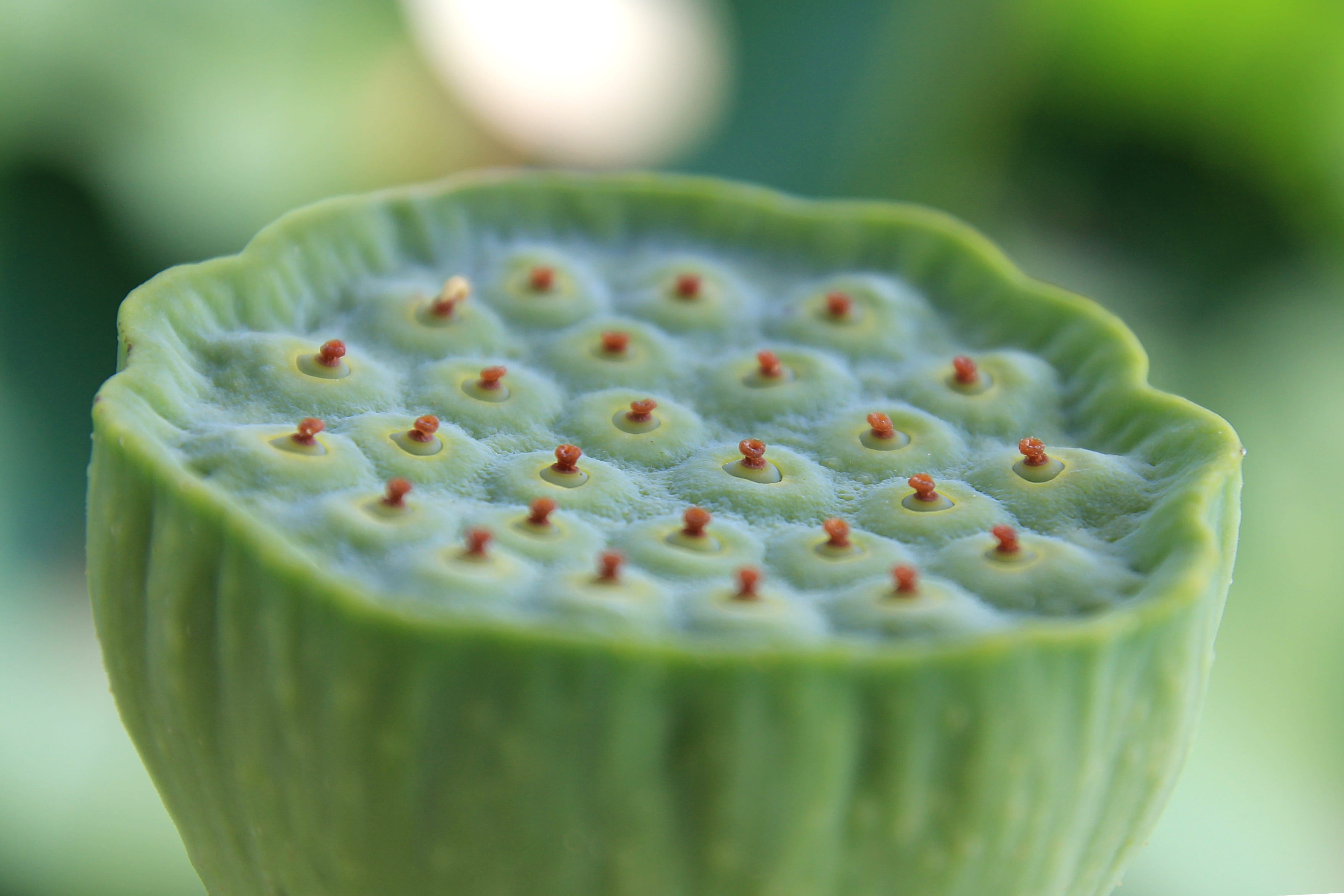 botany, healthy eating, breakfast, wellbeing, 2K, agriculture, close-up, water, green color, refreshment, fruit, focus on foreground, meal, food and drink, HD Wallpaper