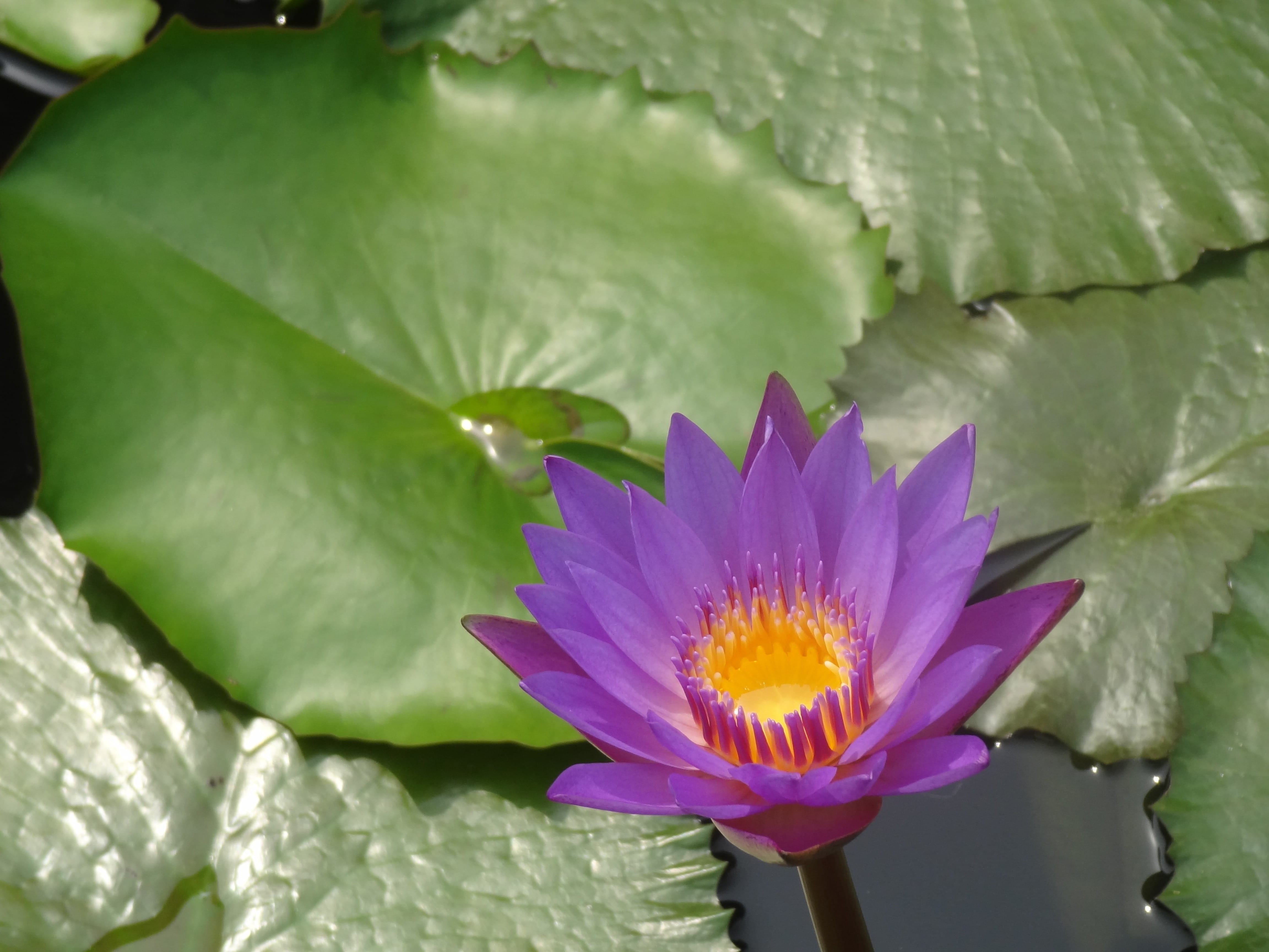 floral, horticulture, natural, herb, organic, freshness, single Flower, outdoors, nature, pink Color, lotus Water Lily, petal, water, beauty In Nature, HD Wallpaper