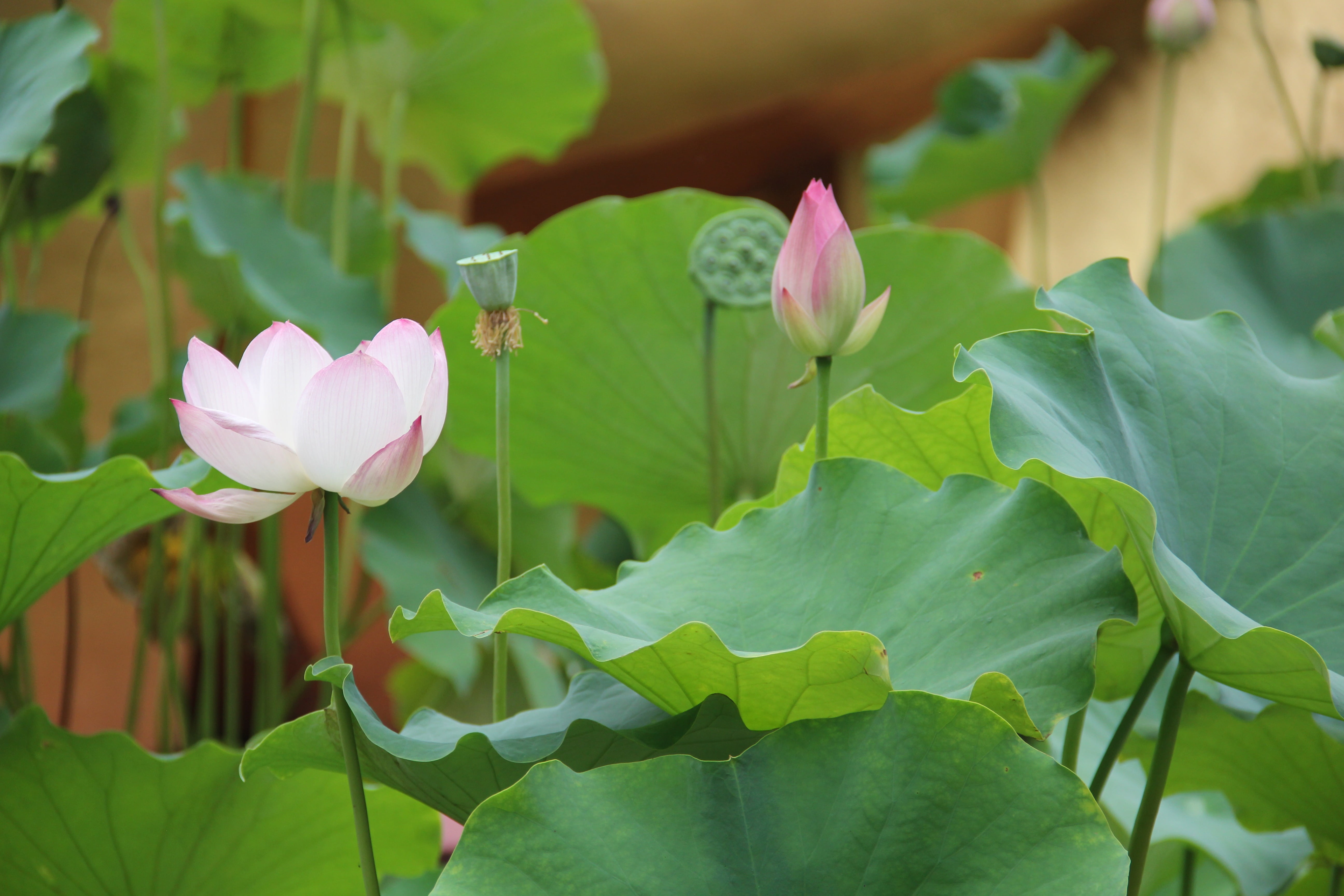 5K, wildflower, agriculture, environment, nature, no people, botanical, petal, natural, flower, lily, herb, stem, lotus, plant part, water lily, beauty in nature, HD Wallpaper