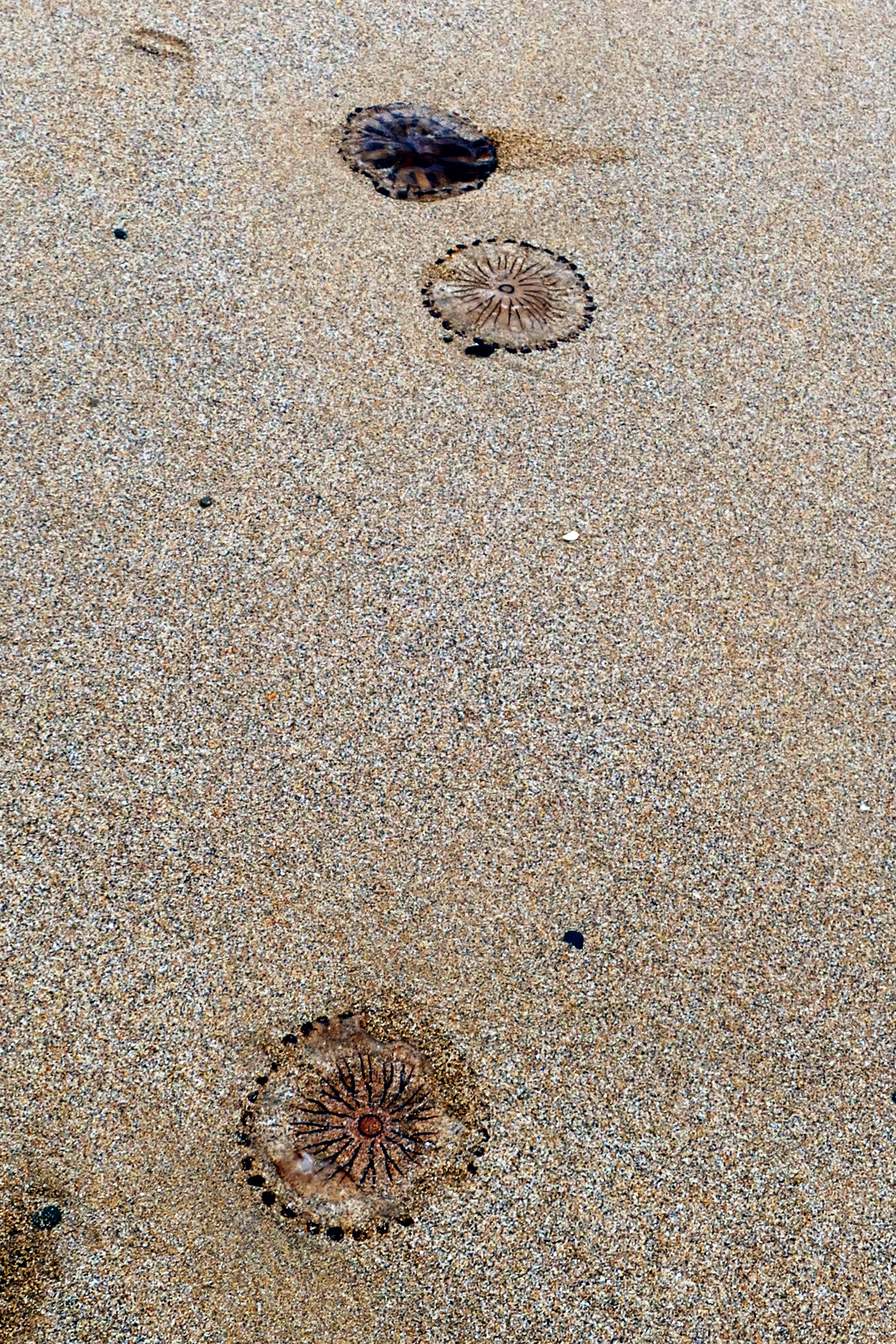 nature, jellyfish, fish, day, outdoors, no people, jelly, marine, invertebrate, animals in the wild, europe, animal wildlife, shore, land, beach, colorful, Phone HD Wallpaper