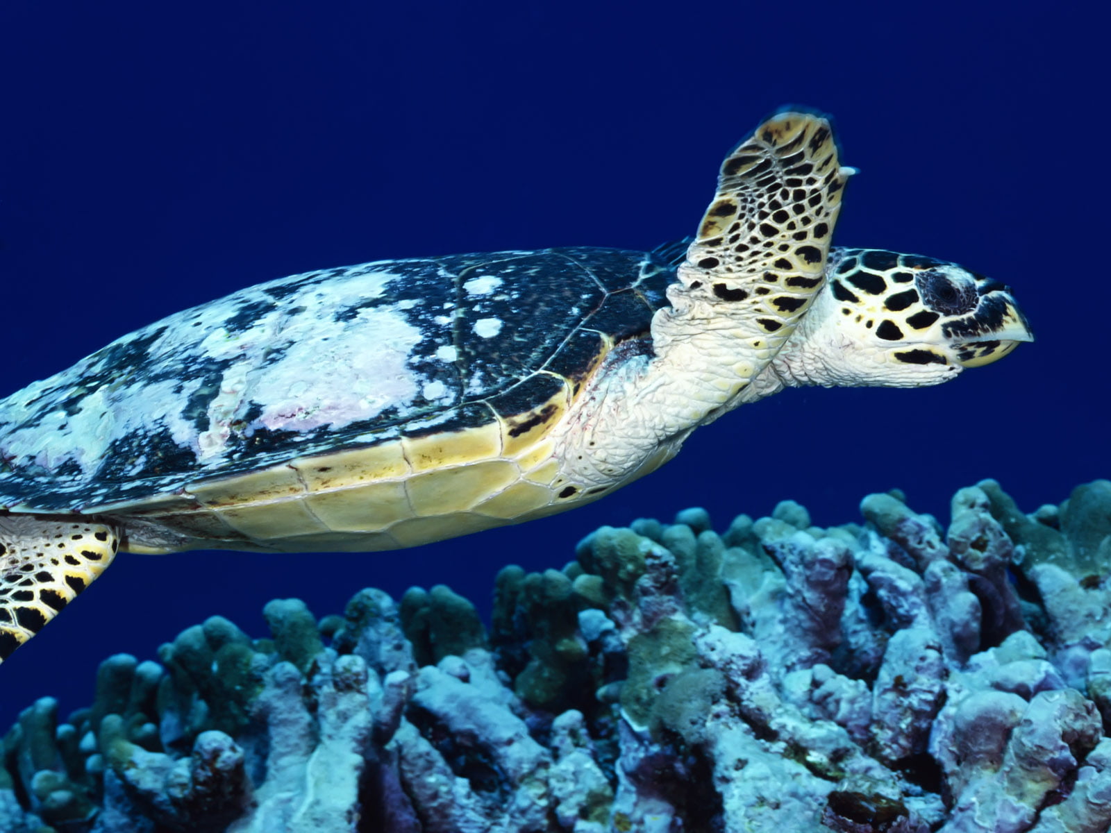 swimming, aquatic, organ, nobody, marine life, Loggerhead Turtle, close-up, body of water, closeup, organic, Papua New Guinea, reef, close up, green Turtle, HD Wallpaper