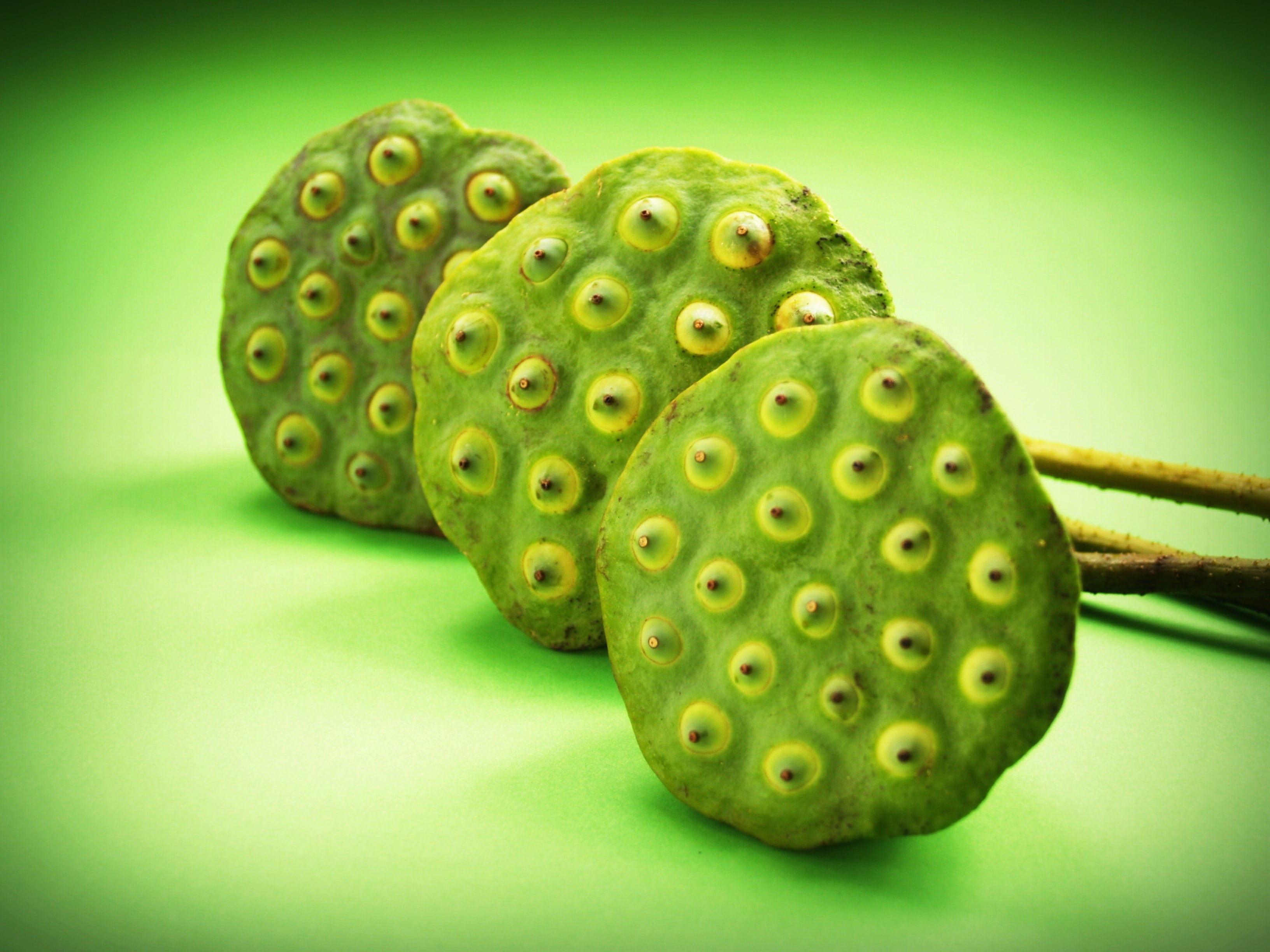 seedpod, care, group, fresh, healthy eating, lily, aquatic, ingredient, water, waterlily, seed, macro, natural, river, pod, vegetable, asia, asian, fruit, HD Wallpaper