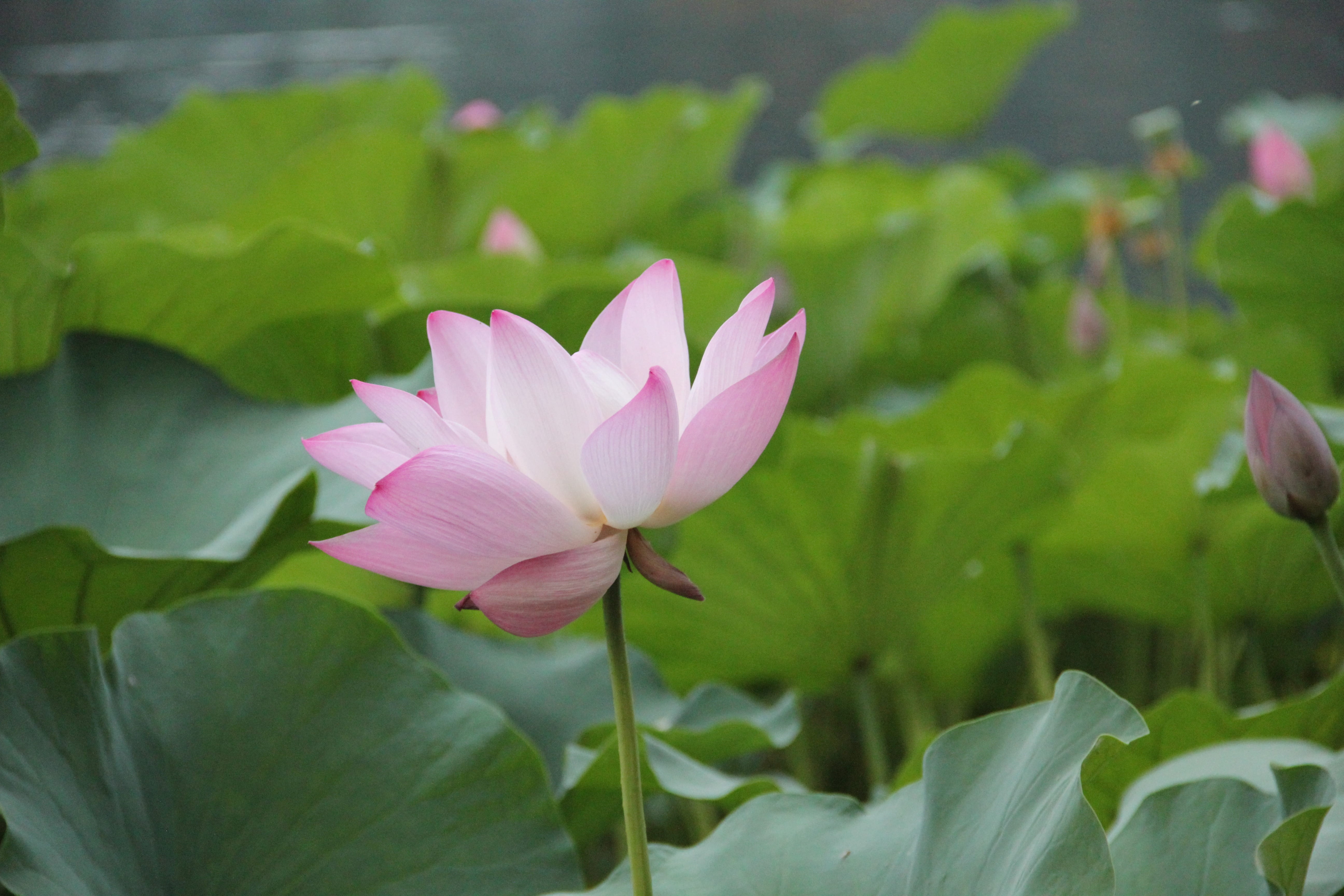 5K, vegetation, aquatic plants, fragility, flower, pond, lily, wildflower, plant, lotus, floating on water, botanical, petal, pink color, flowering plant, HD Wallpaper