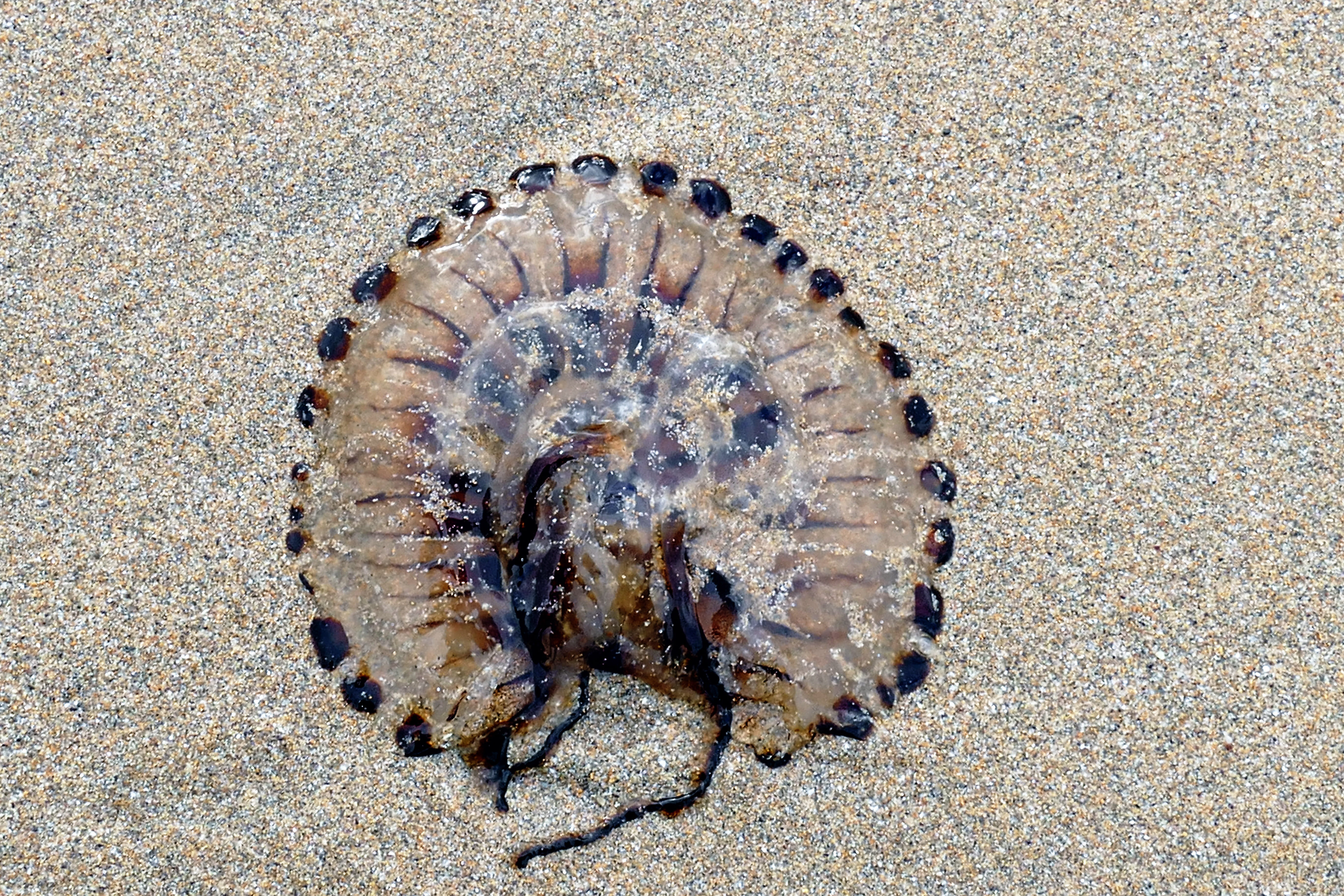 life, marine, animal themes, invertebrate, beached, Beach, organism, shell, animal shell, 5K, water, sunlight, fish, seashore, animals in the wild, day, HD Wallpaper