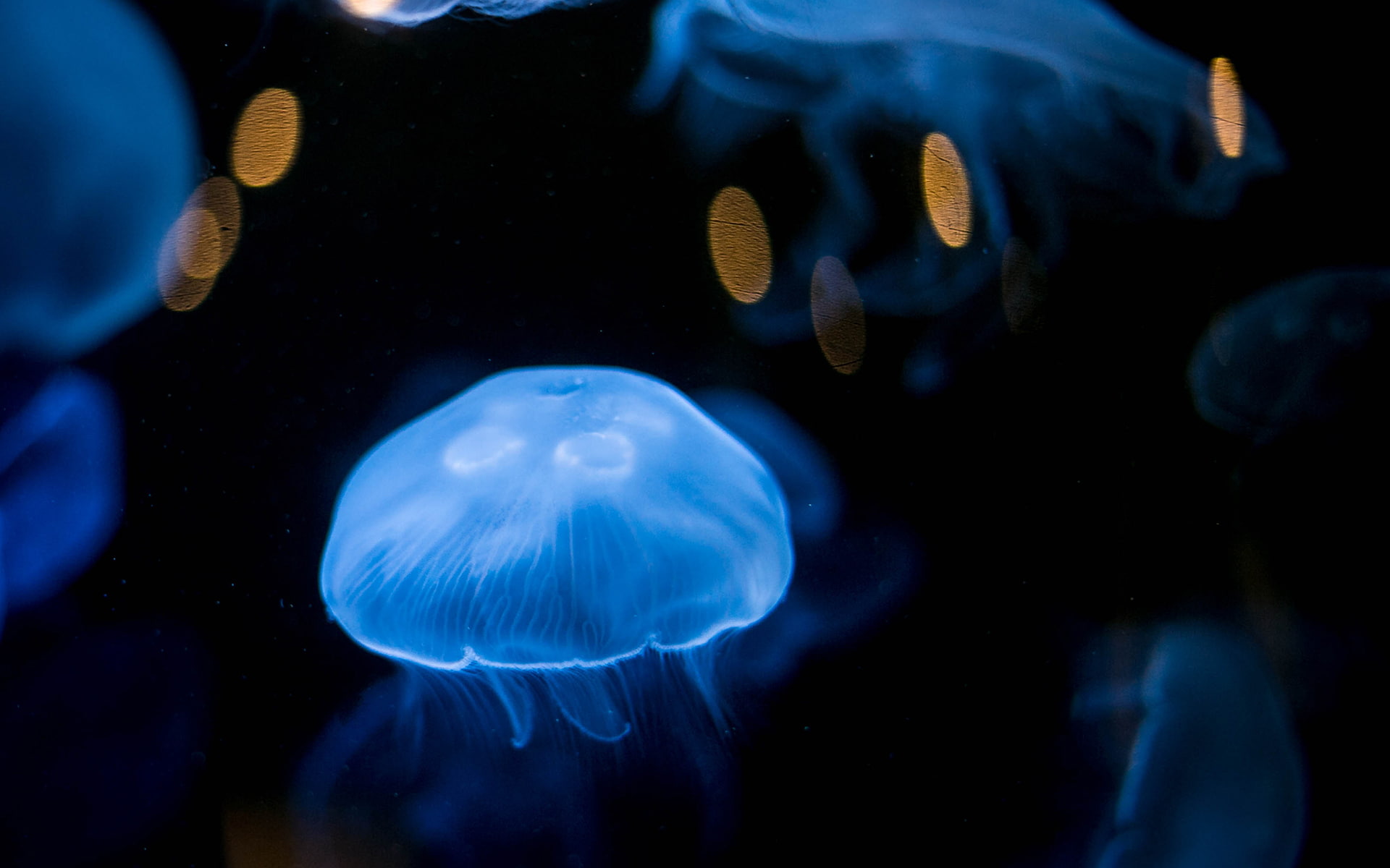 1080P, hd, underwater, jellyfish, animals, HD Wallpaper