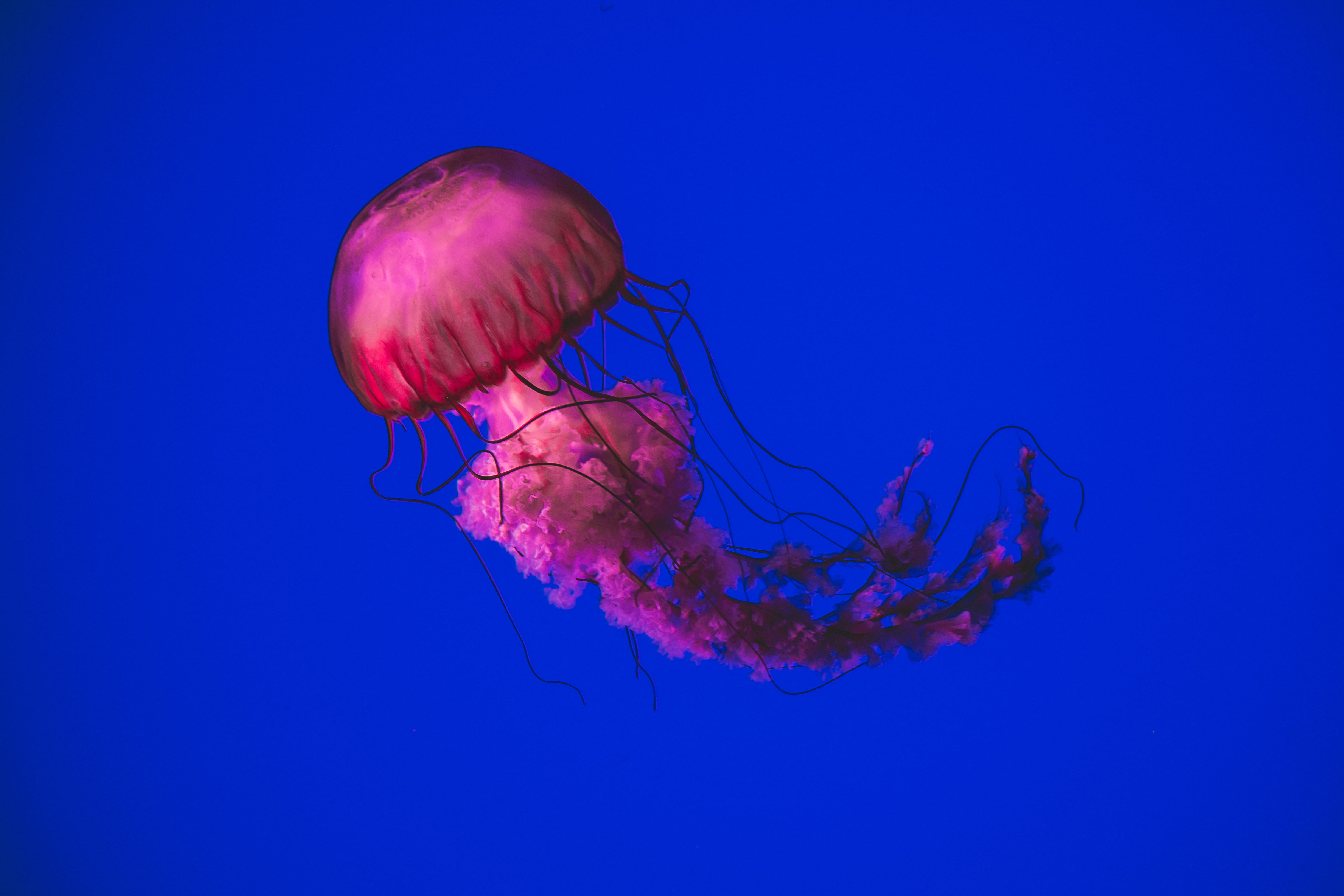 sea Life, marine, swimming Animal, purple, animals in the wild, wildlife, aquarium, tentacle, fish Tank, pink color, floating on water, undersea, no people, HD Wallpaper