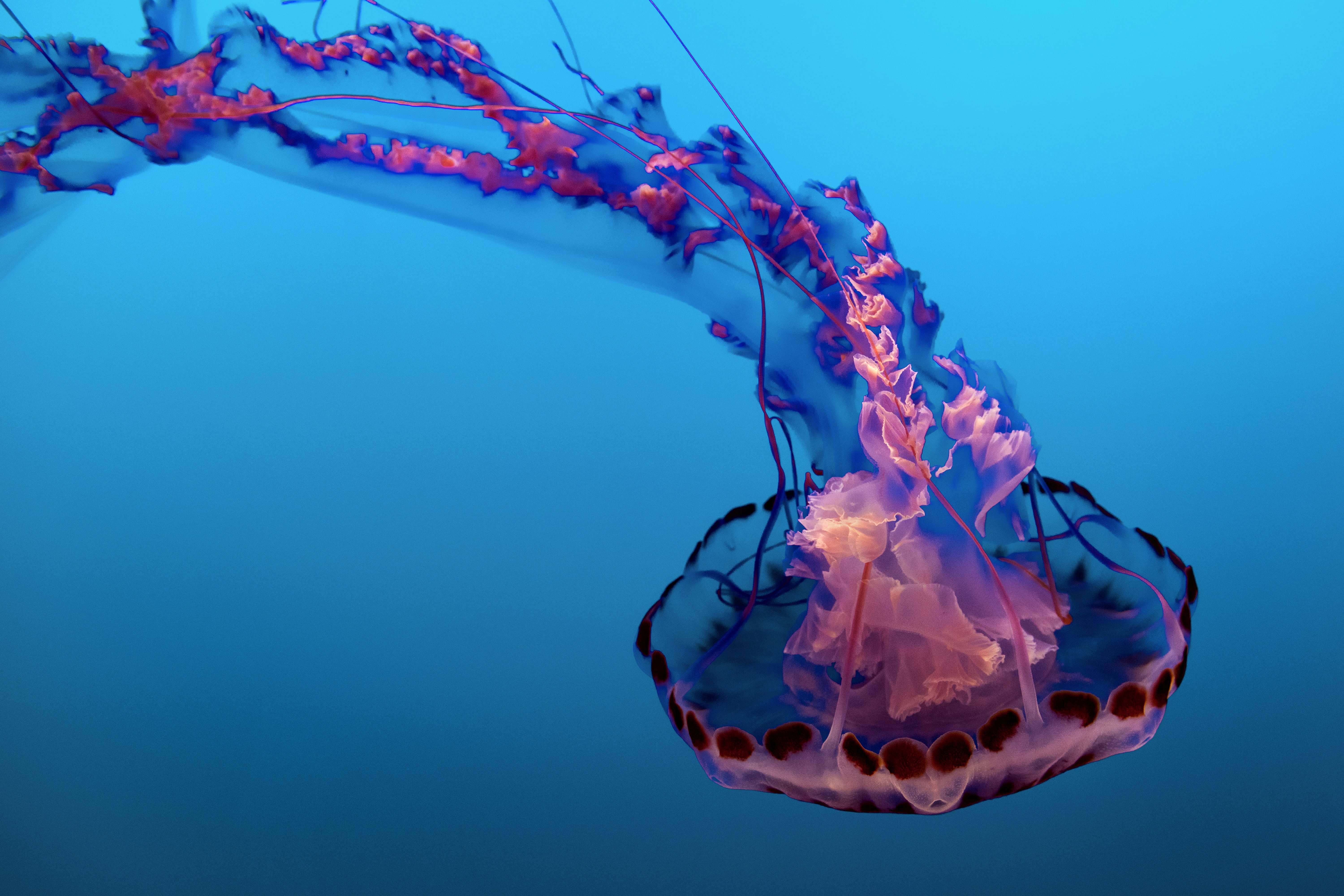 5K, 5K, Jellyfish, Underwater, HD Wallpaper