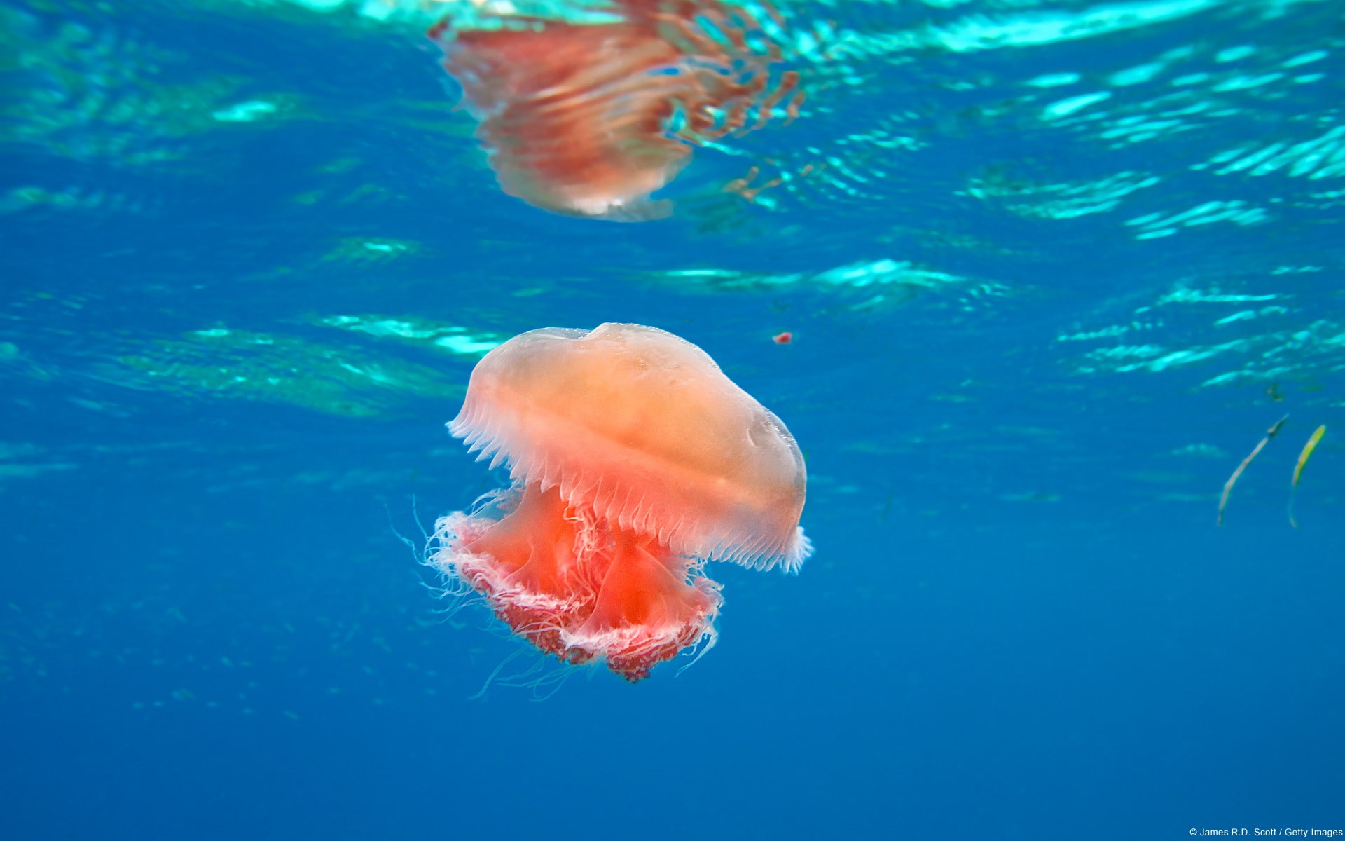 jellyfish, 1080P, nature, underwater, animals, HD Wallpaper