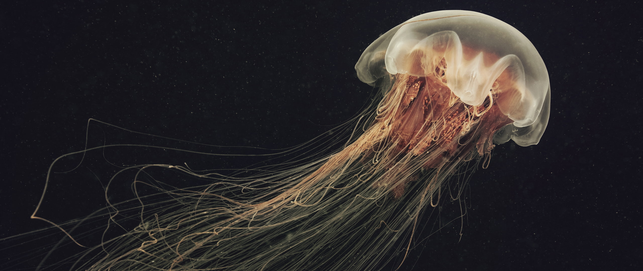 sea life, jellyfish, 2K, animal, undersea, swimming, motion, animals in the wild, animal wildlife, water, sea, luminosity, no people, floating on water, HD Wallpaper