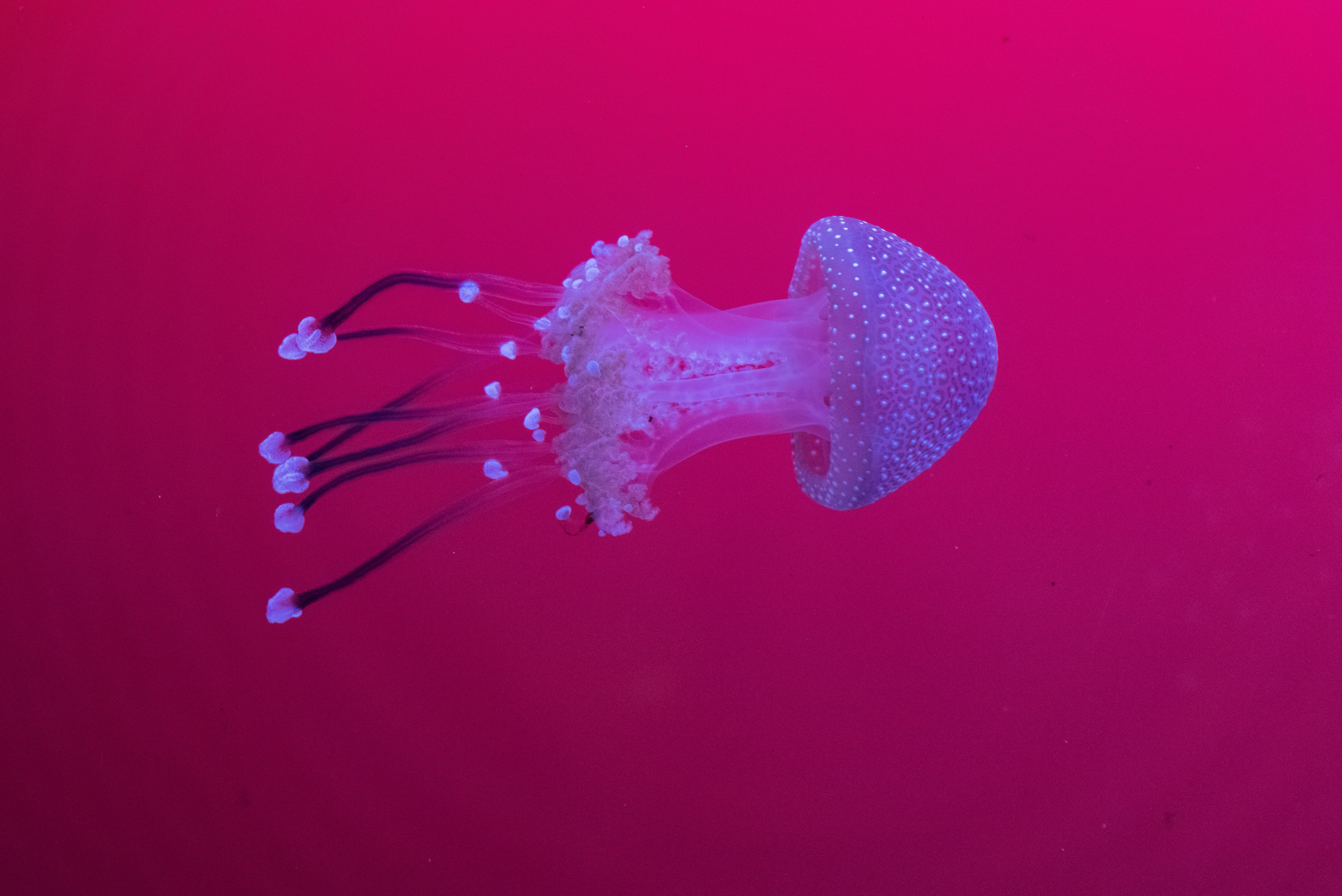 sea, white, water, 5K, photography, animal, ocean, tentacle, jellyfish, fisk, fish, cnidarian, animals, summer, underwater, Sweden, Stockholm, HD Wallpaper