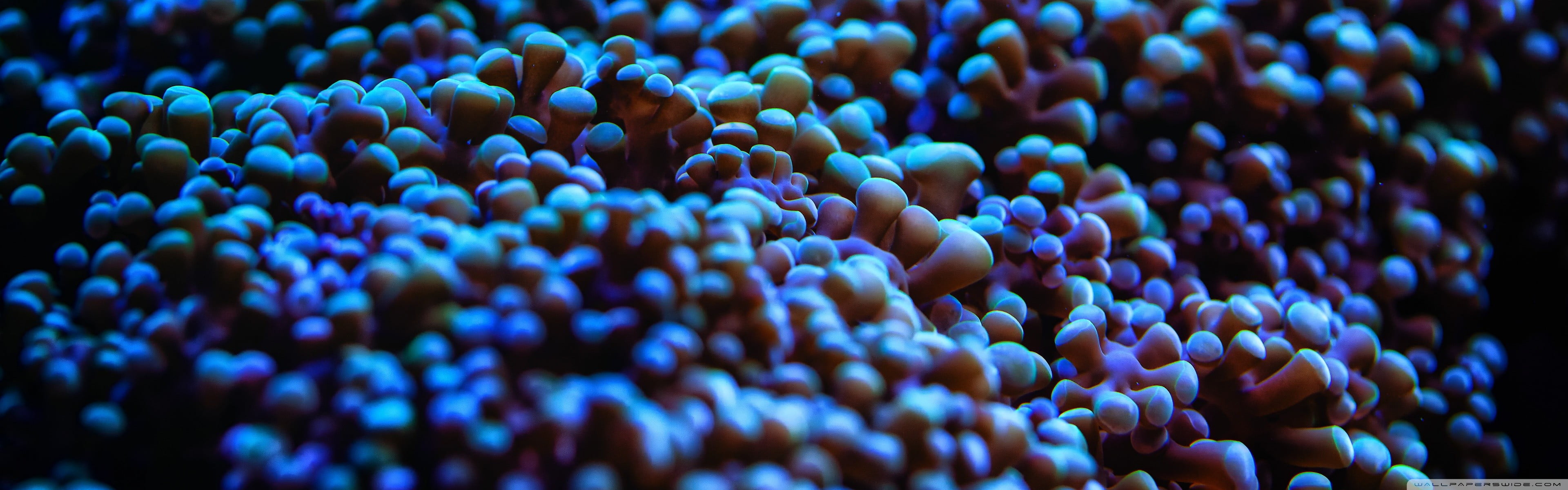 invertebrate, undersea, marine, blue, animals in the wild, sea, beauty in nature, purple, sea anemones, clown fish, sea life, animal, ecosystem, 4K, animal wildlife, HD Wallpaper