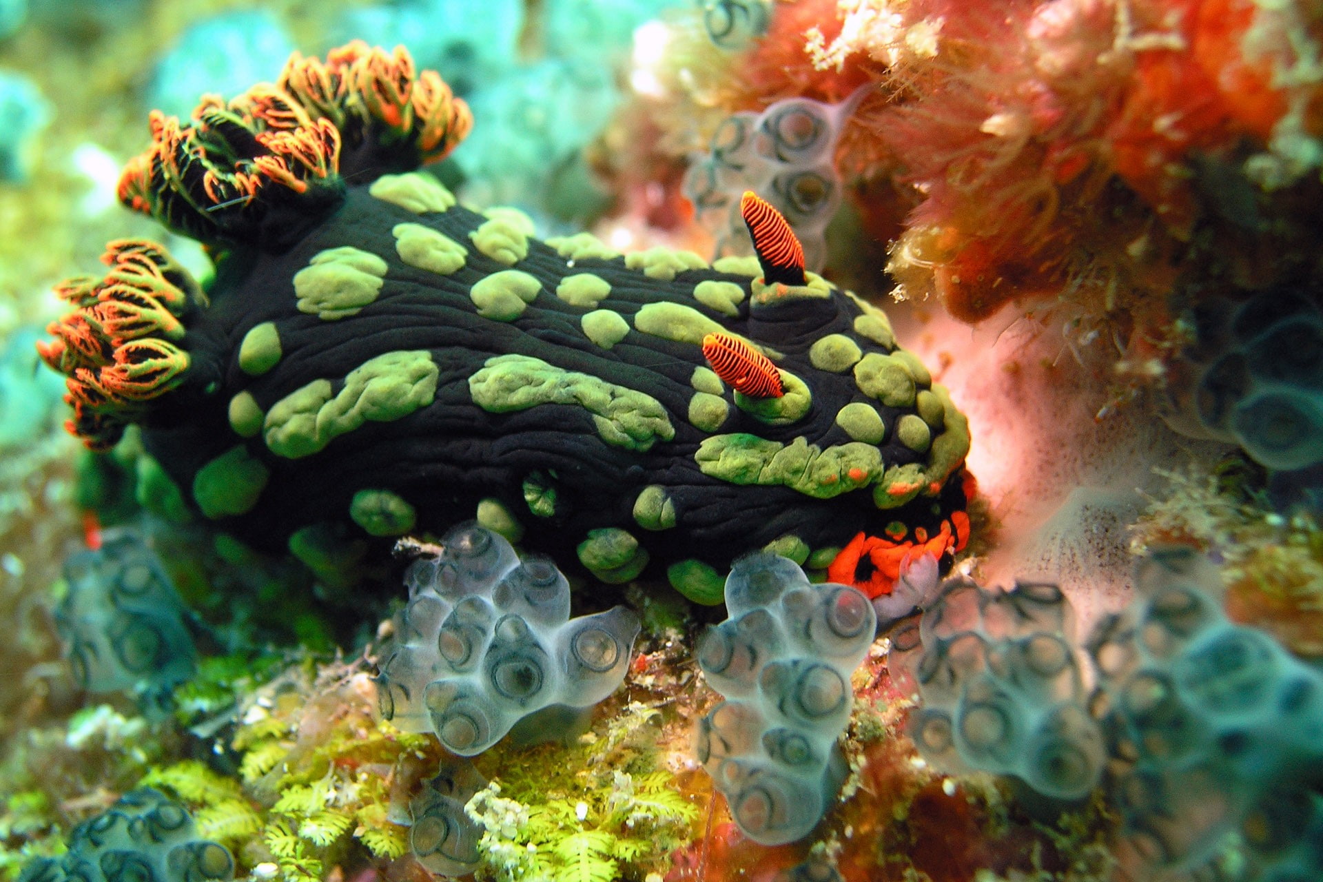 animals in the wild, fish, marine, 1080P, nature, animal themes, sea, close-up, coral, water, undersea, Nudibranchia, outdoors, underwater, aquarium, swimming, HD Wallpaper