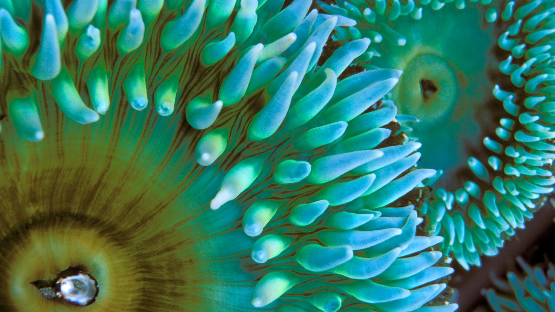 1080P, macro, sea anemones, HD Wallpaper