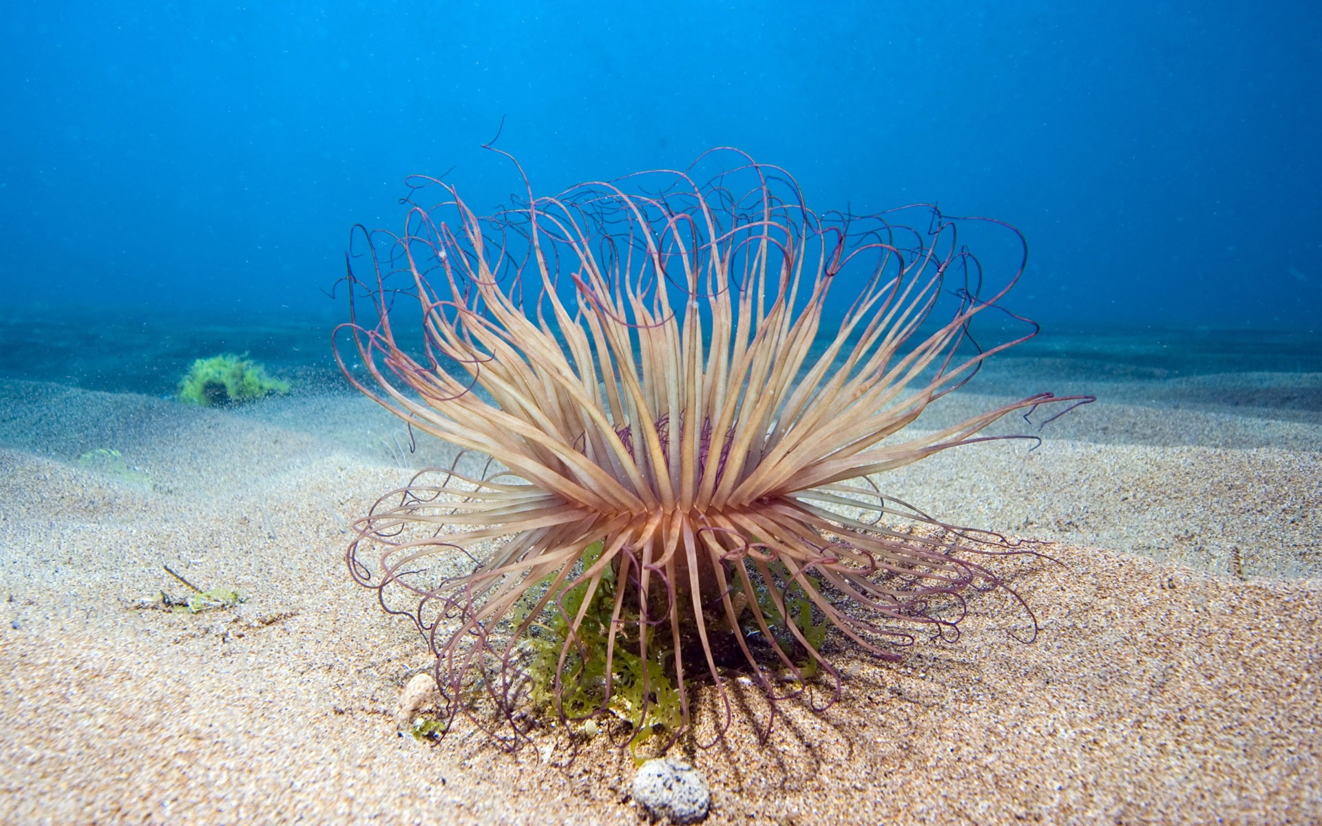 nature, vertebrate, invertebrate, beauty in nature, animal, coral, animals in the wild, undersea, reef, sea anemones, sea, marine, underwater, no people, HD Wallpaper