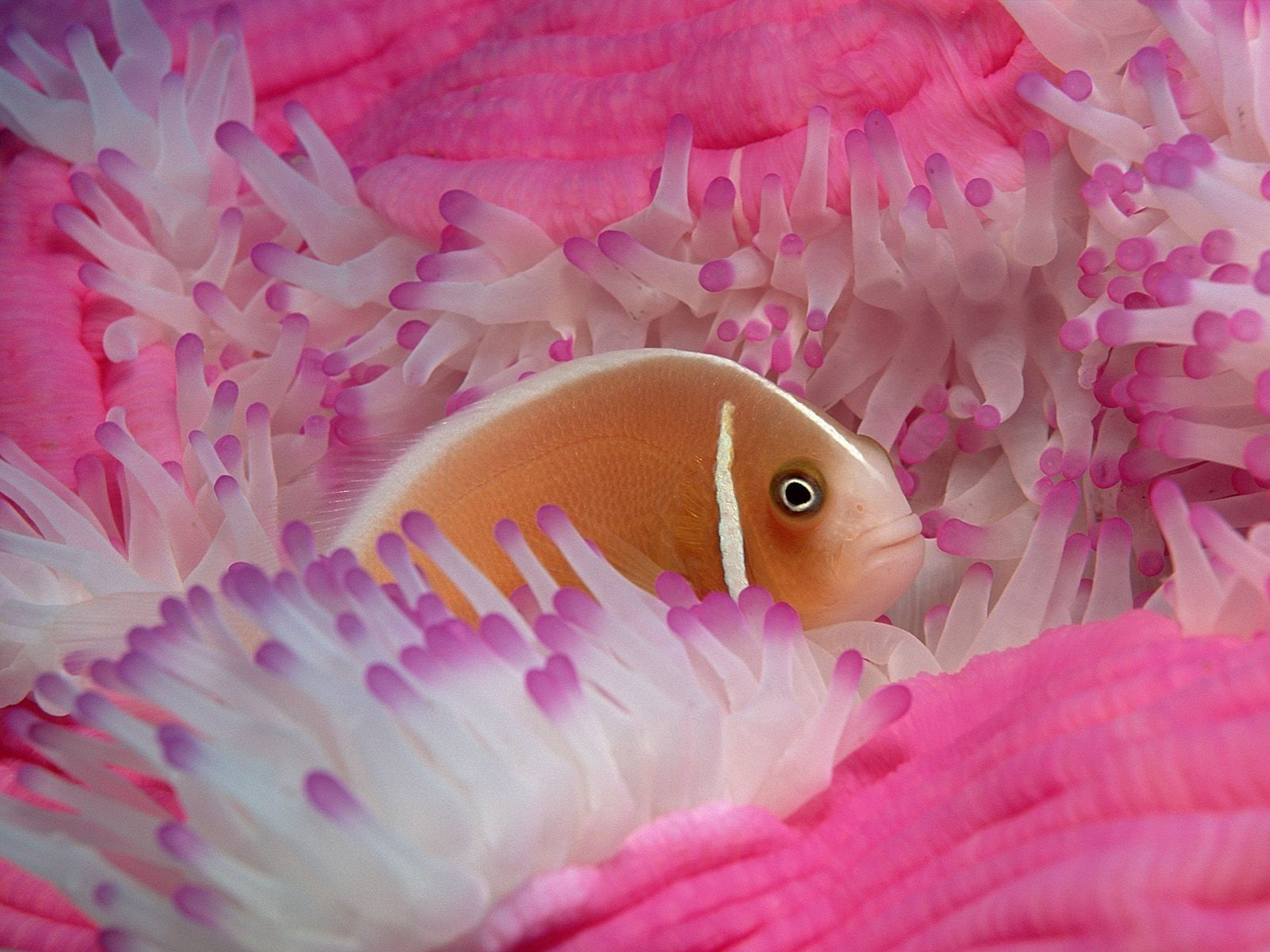 720P, sea anemones, fish, animals, HD Wallpaper
